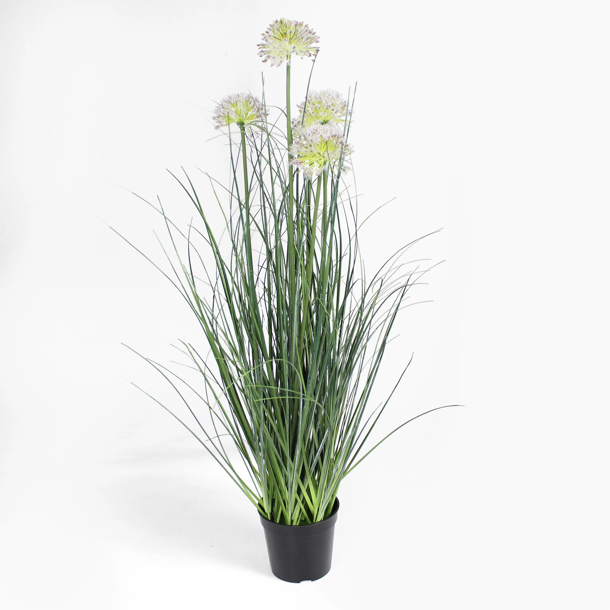 Allium grass - Image 3