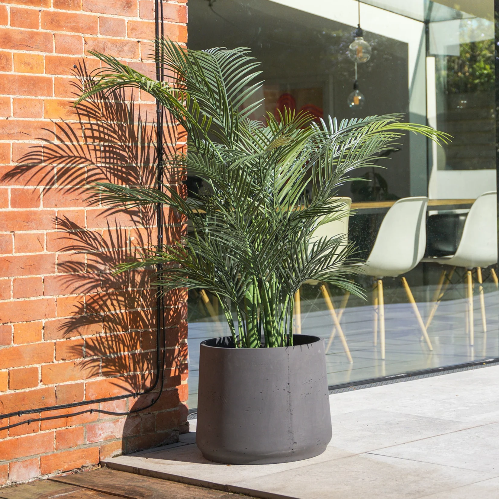 Areca palm - Image 5