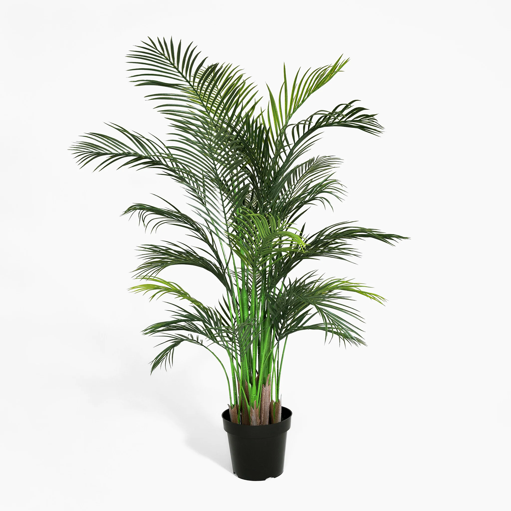 Areca palm - Image 6