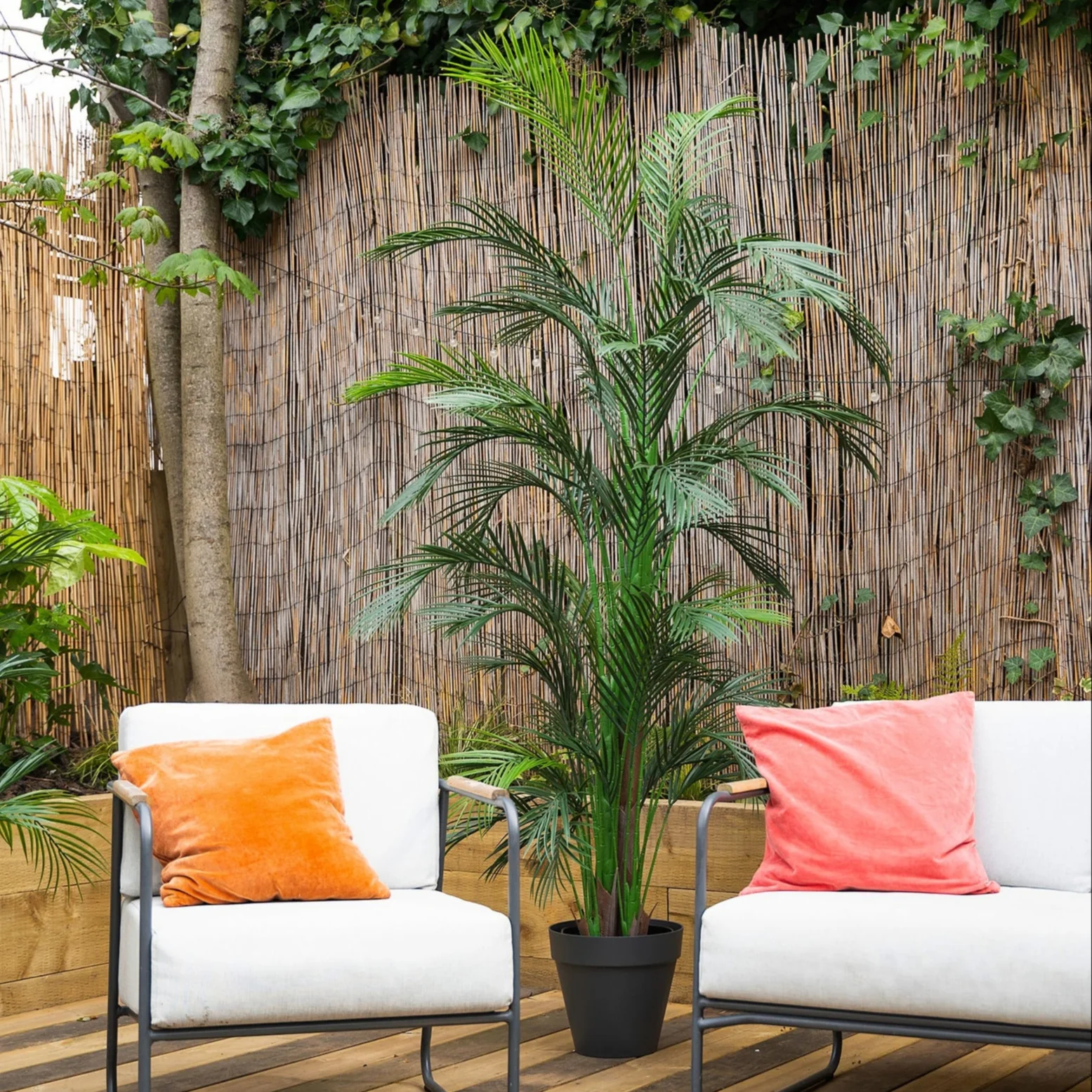 Areca palm - Image 7