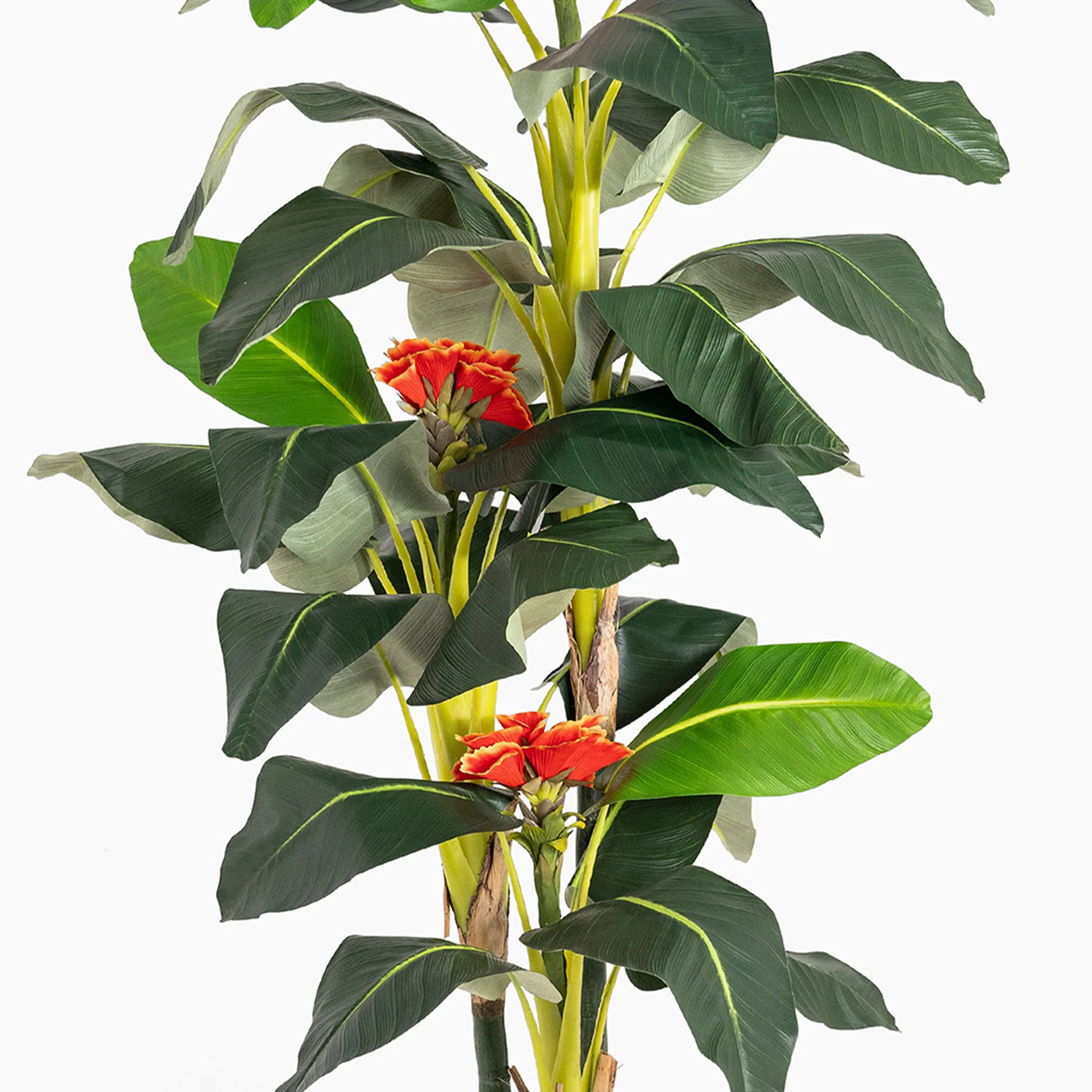 Banana tree - Image 3