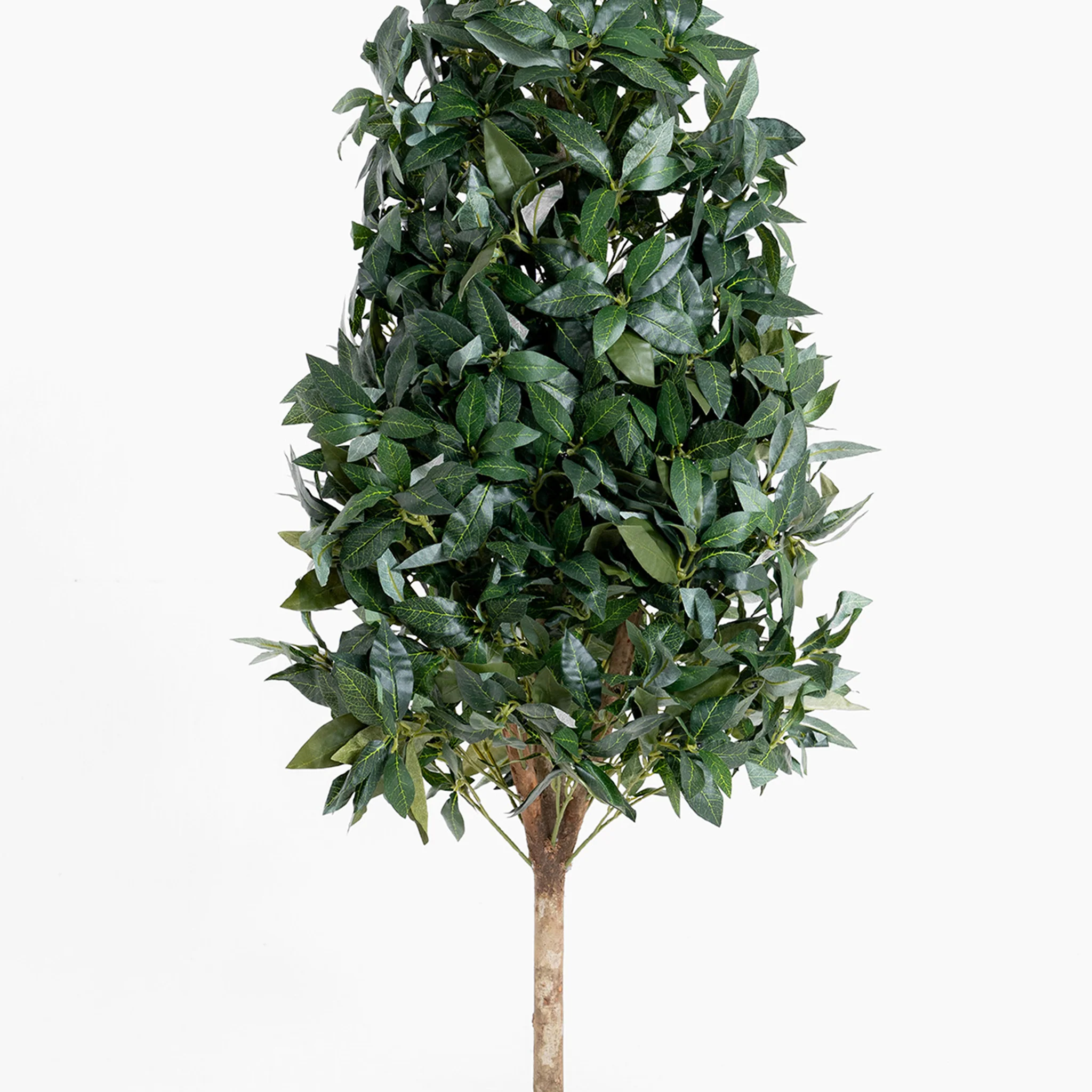Bay cone - Image 4