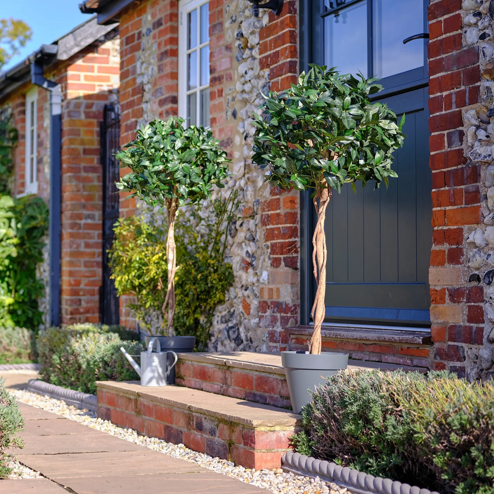 Bay laurel tree - Image 3