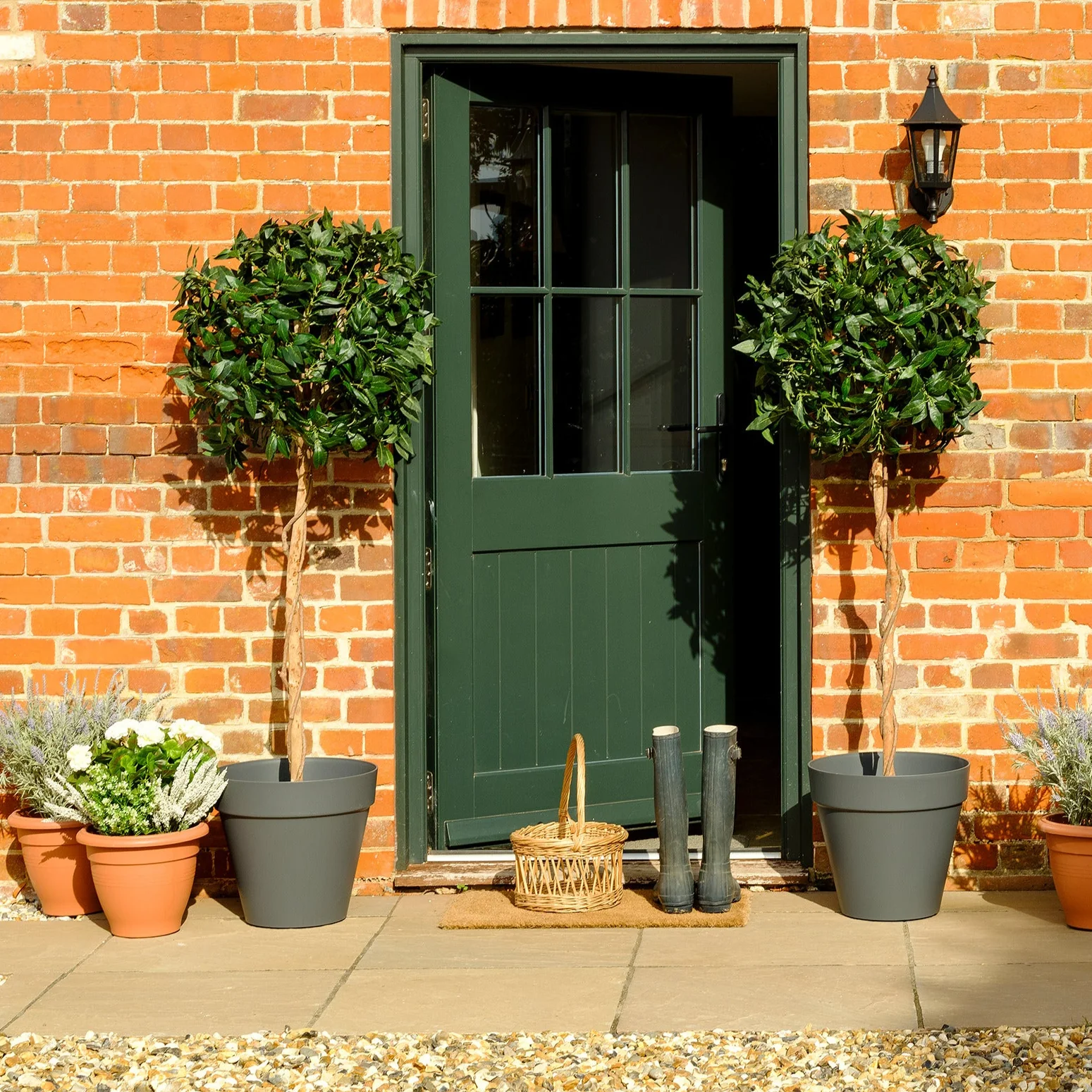 Bay laurel tree - Image 5