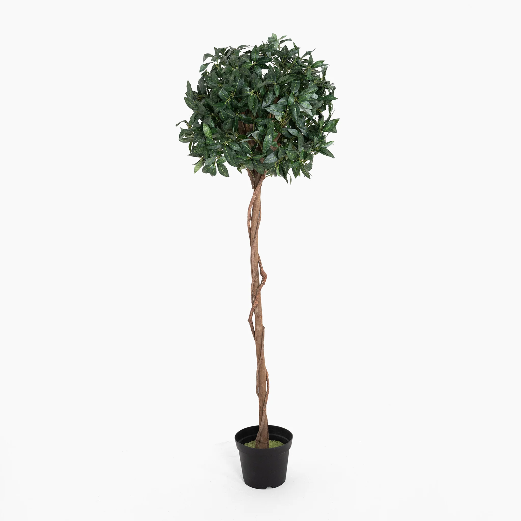 Bay laurel tree - Image 8