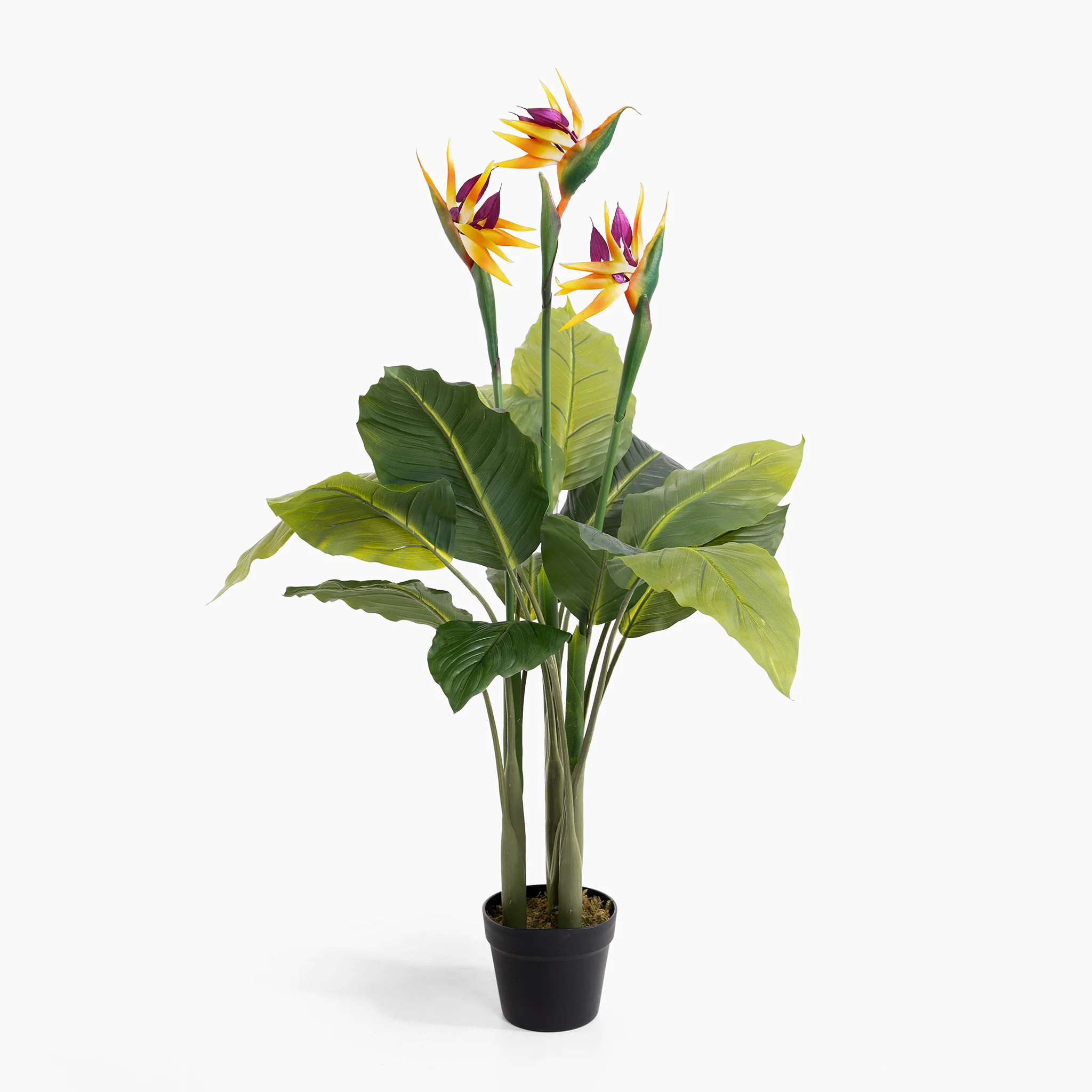 Bird of paradise - Image 3
