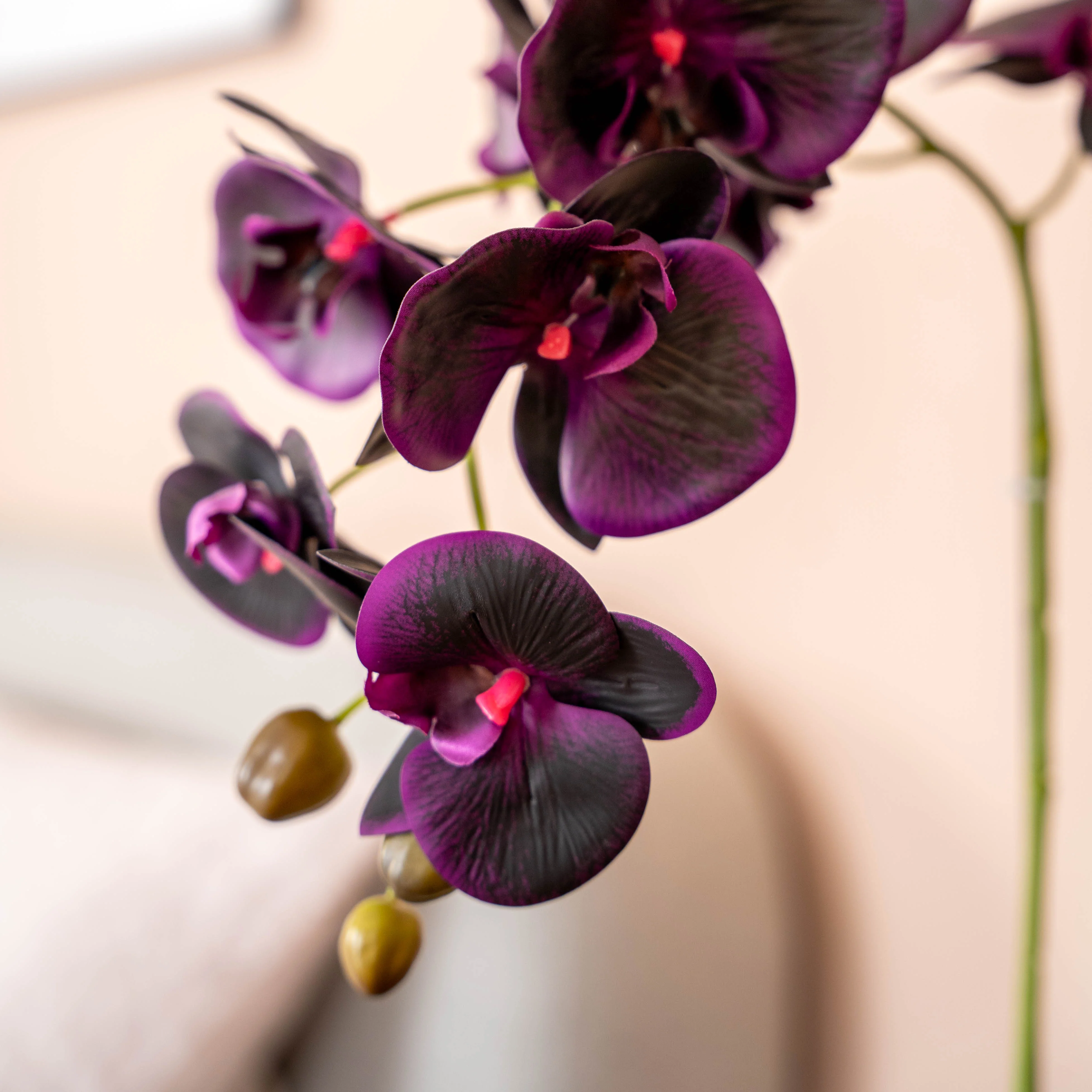 Black orchid - Image 3