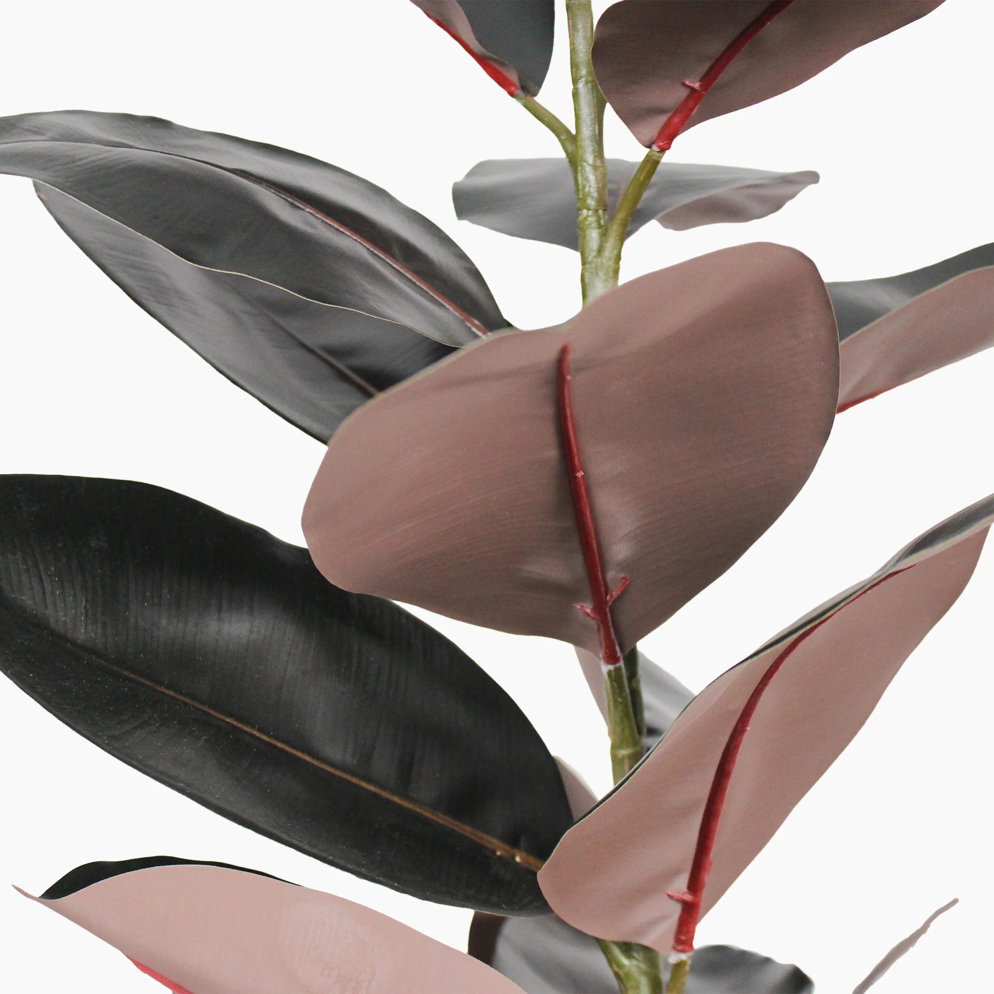Black rubber plant - Image 4
