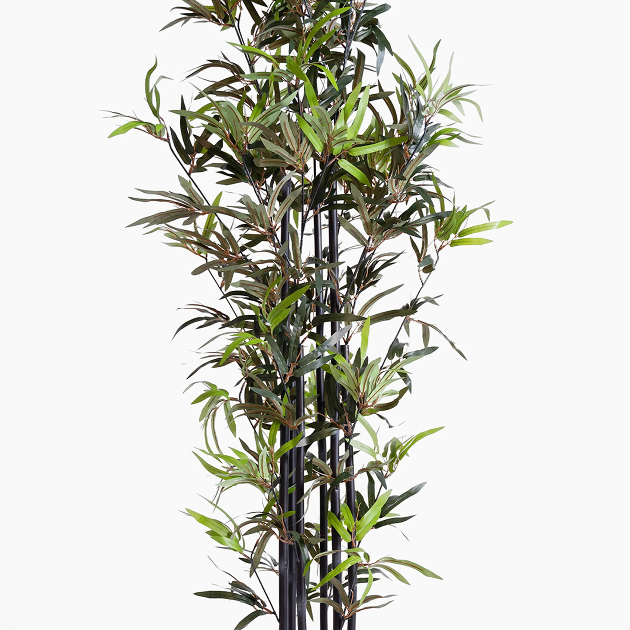 Black stem bamboo - Image 5