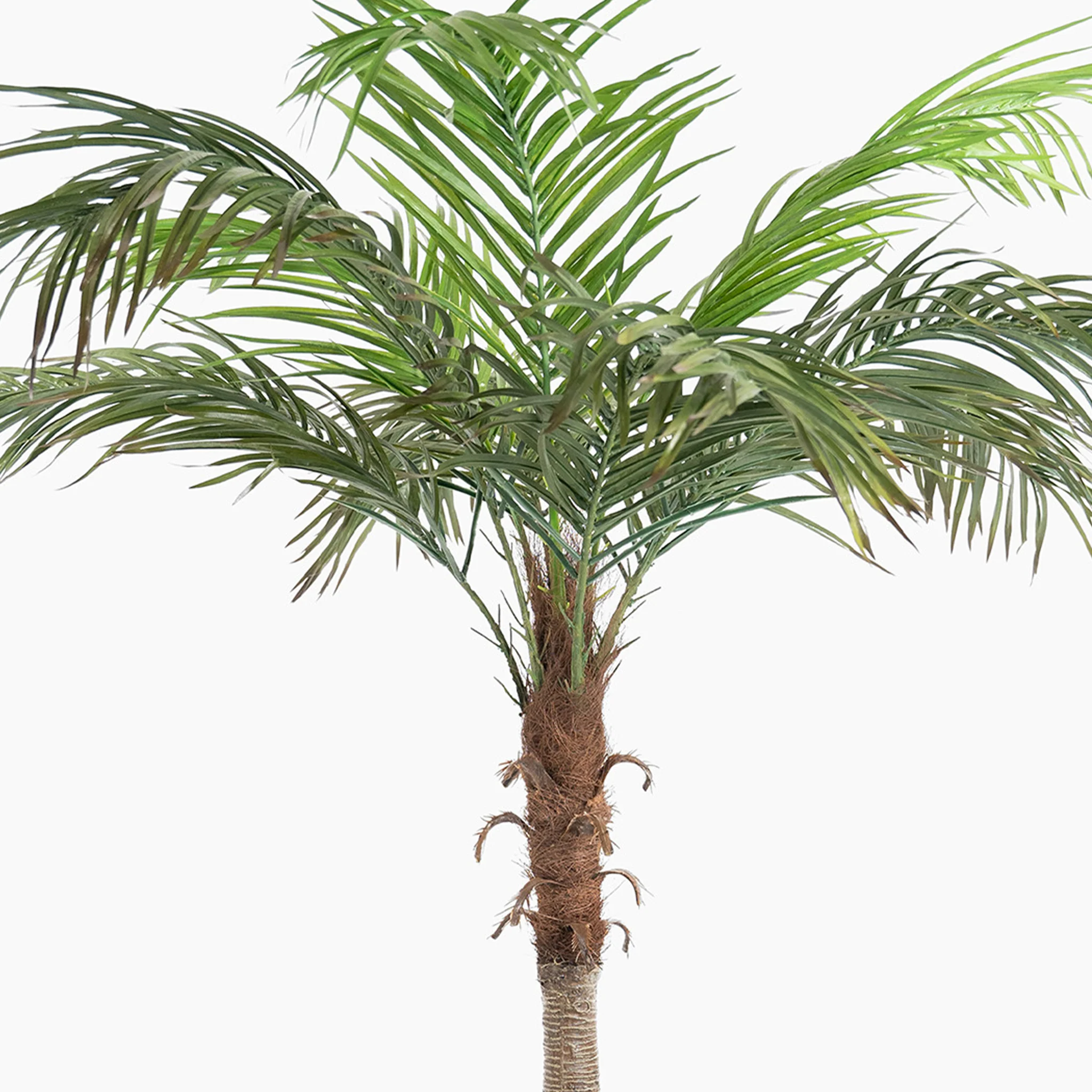 Bottle palm tree - Image 3