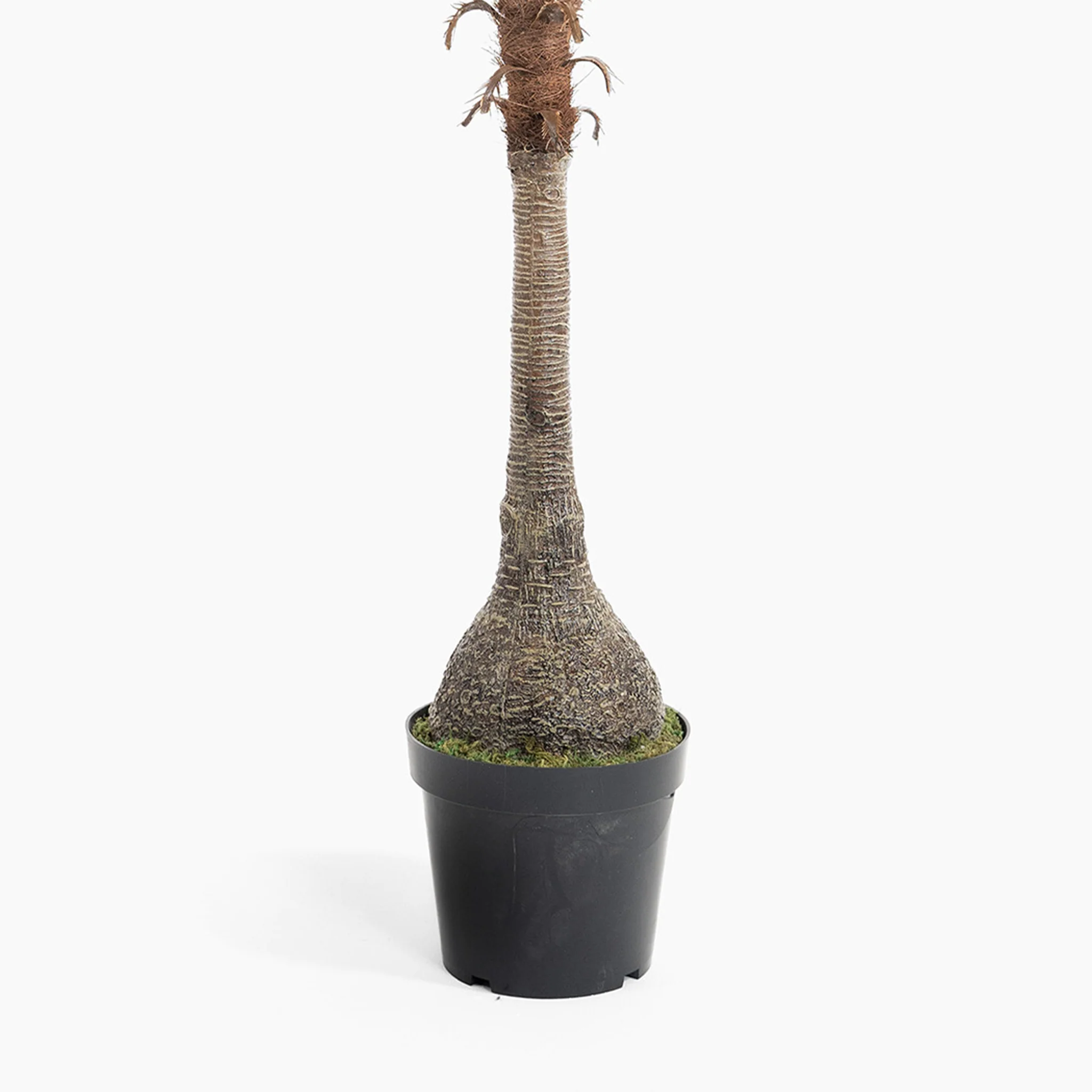 Bottle palm tree - Image 4