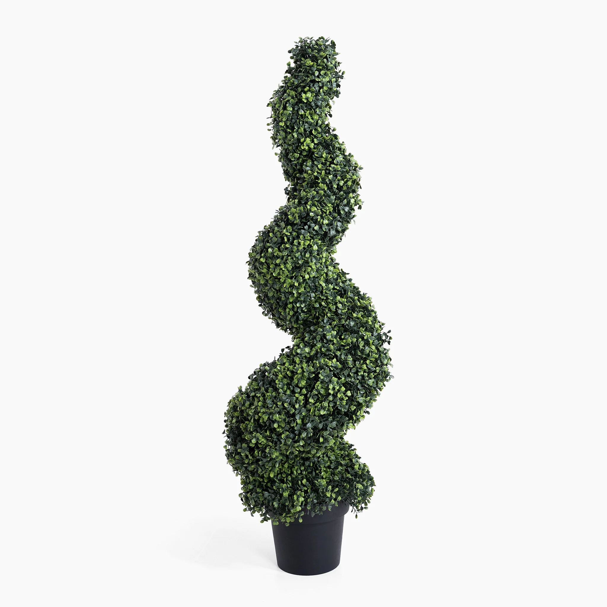 Boxwood spiral - Image 5
