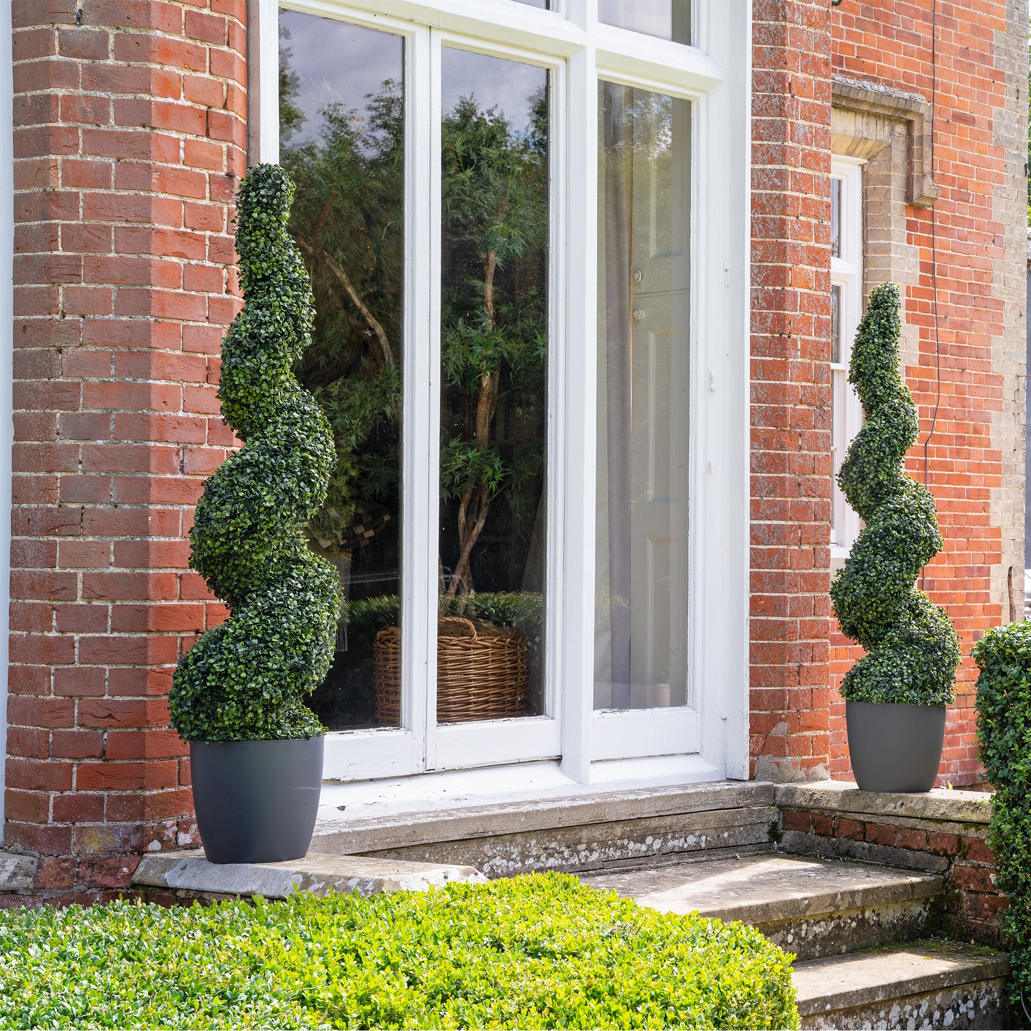Boxwood spiral - Image 6