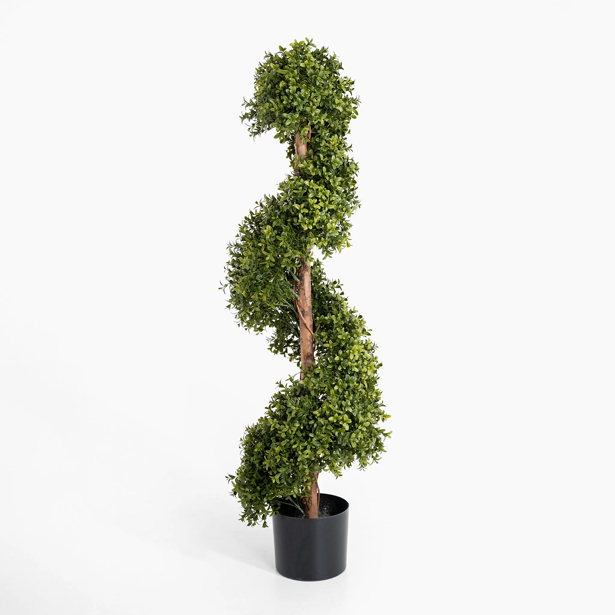 Boxwood spiral with stem - Image 3