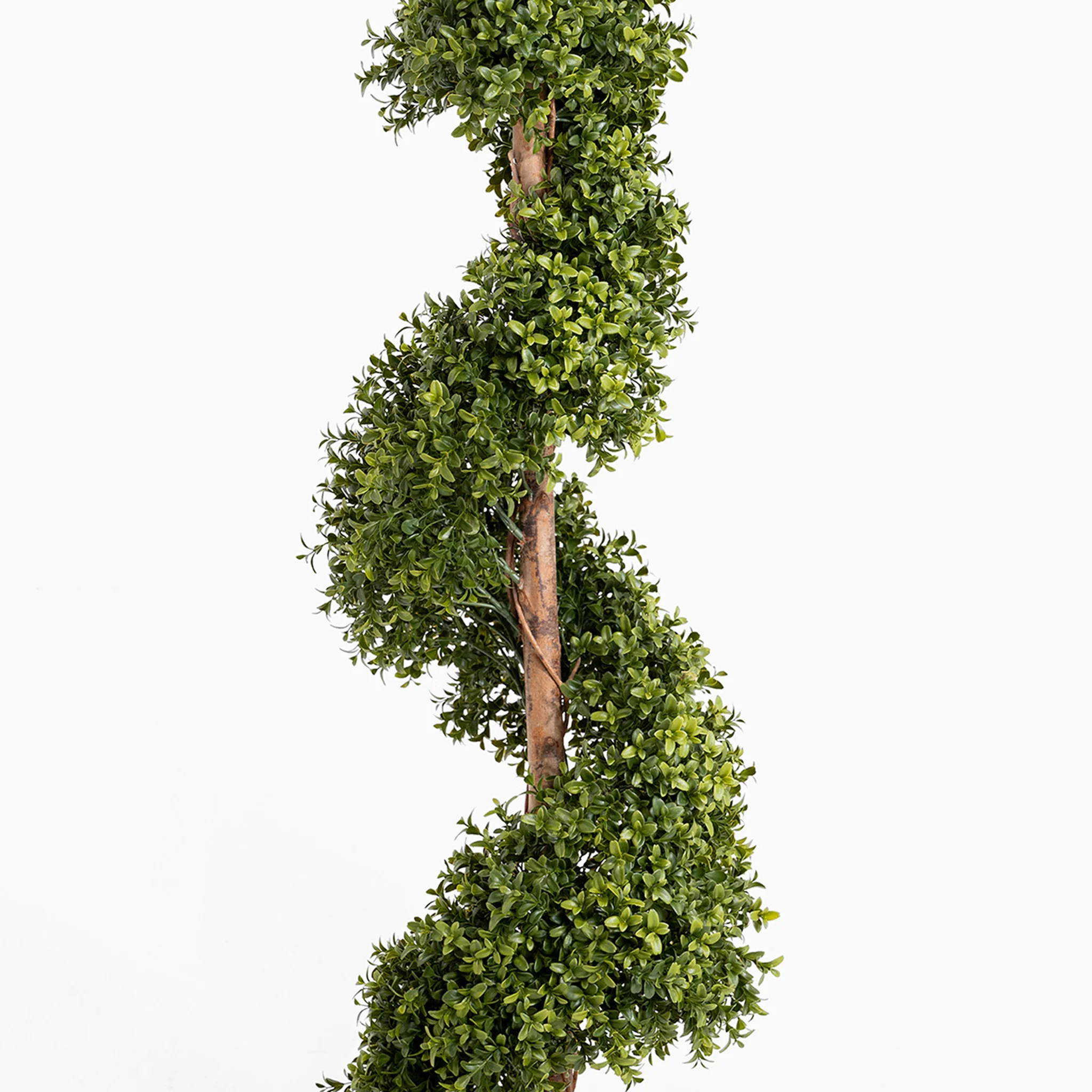 Boxwood spiral with stem - Image 4