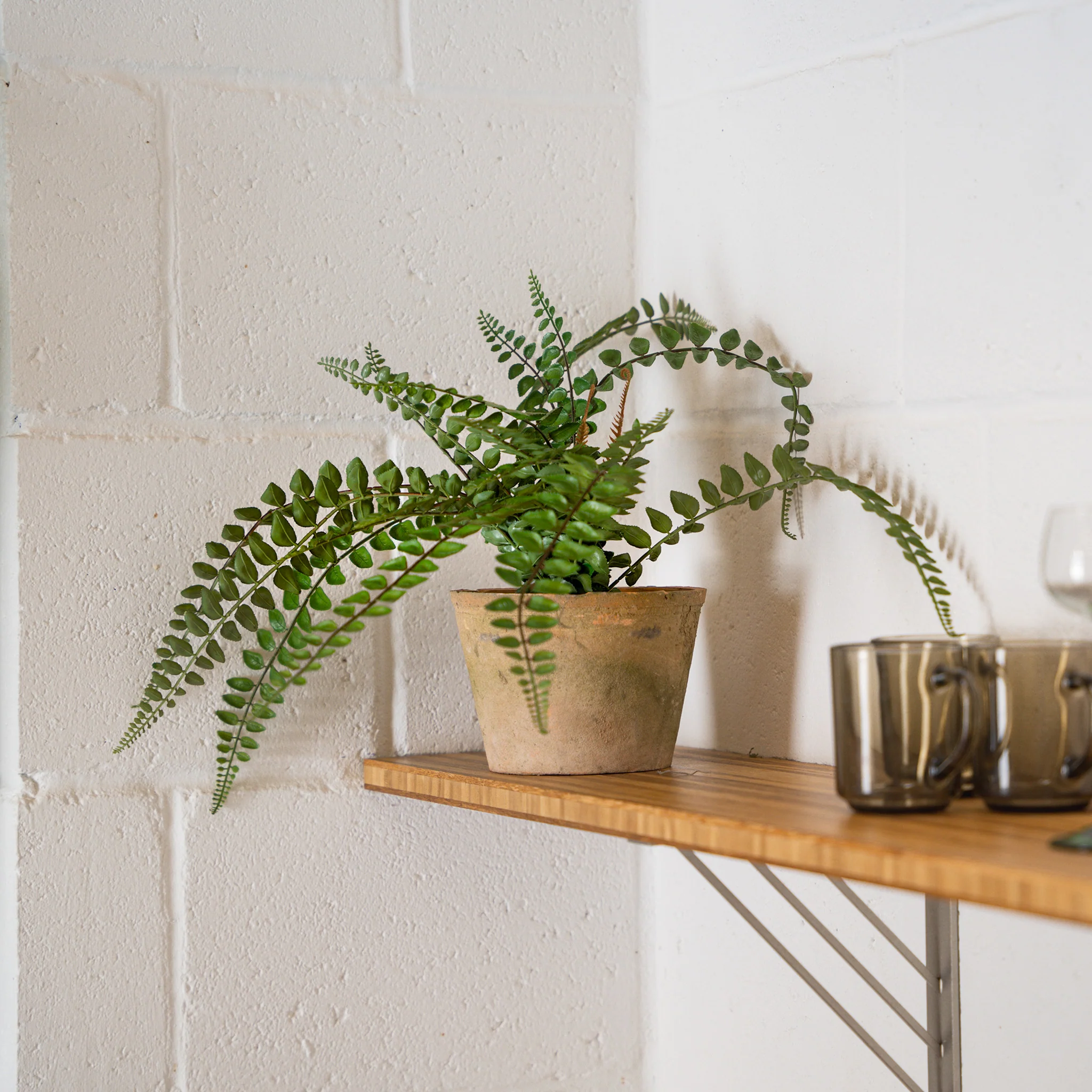 Button fern - Image 3