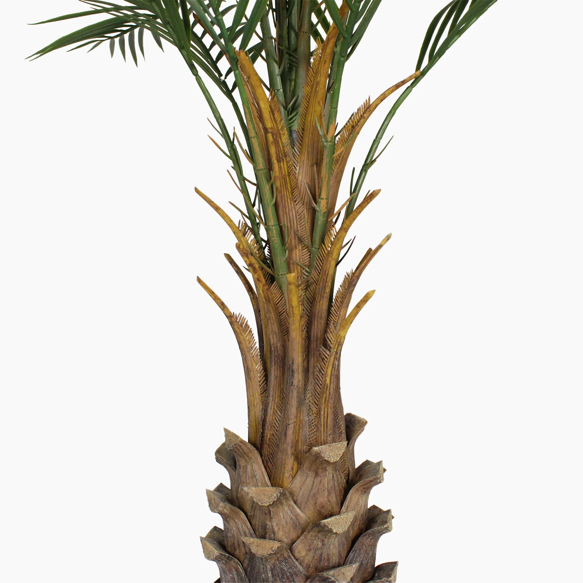 Canary palm - Image 3