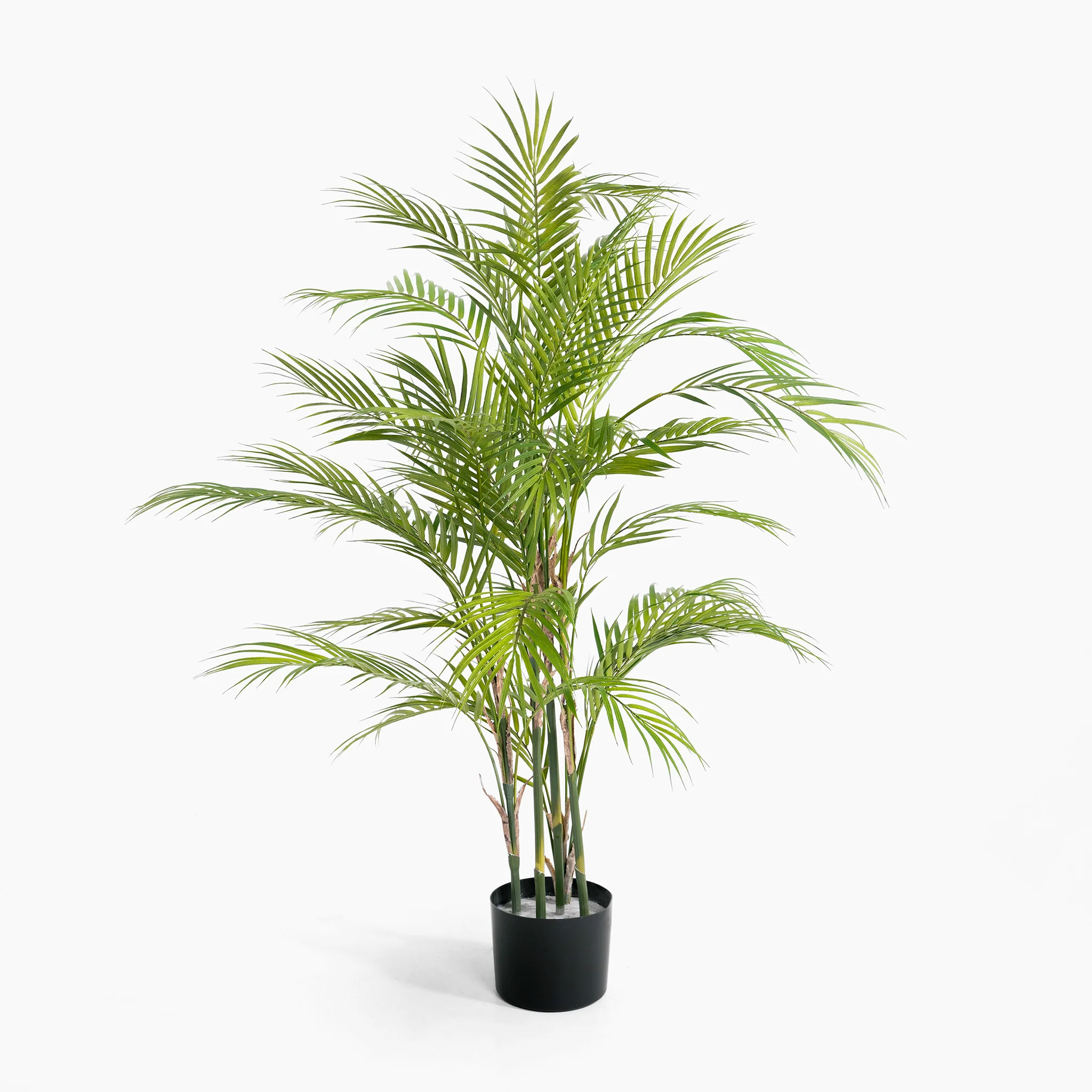 Chamaedorea palm - Image 4