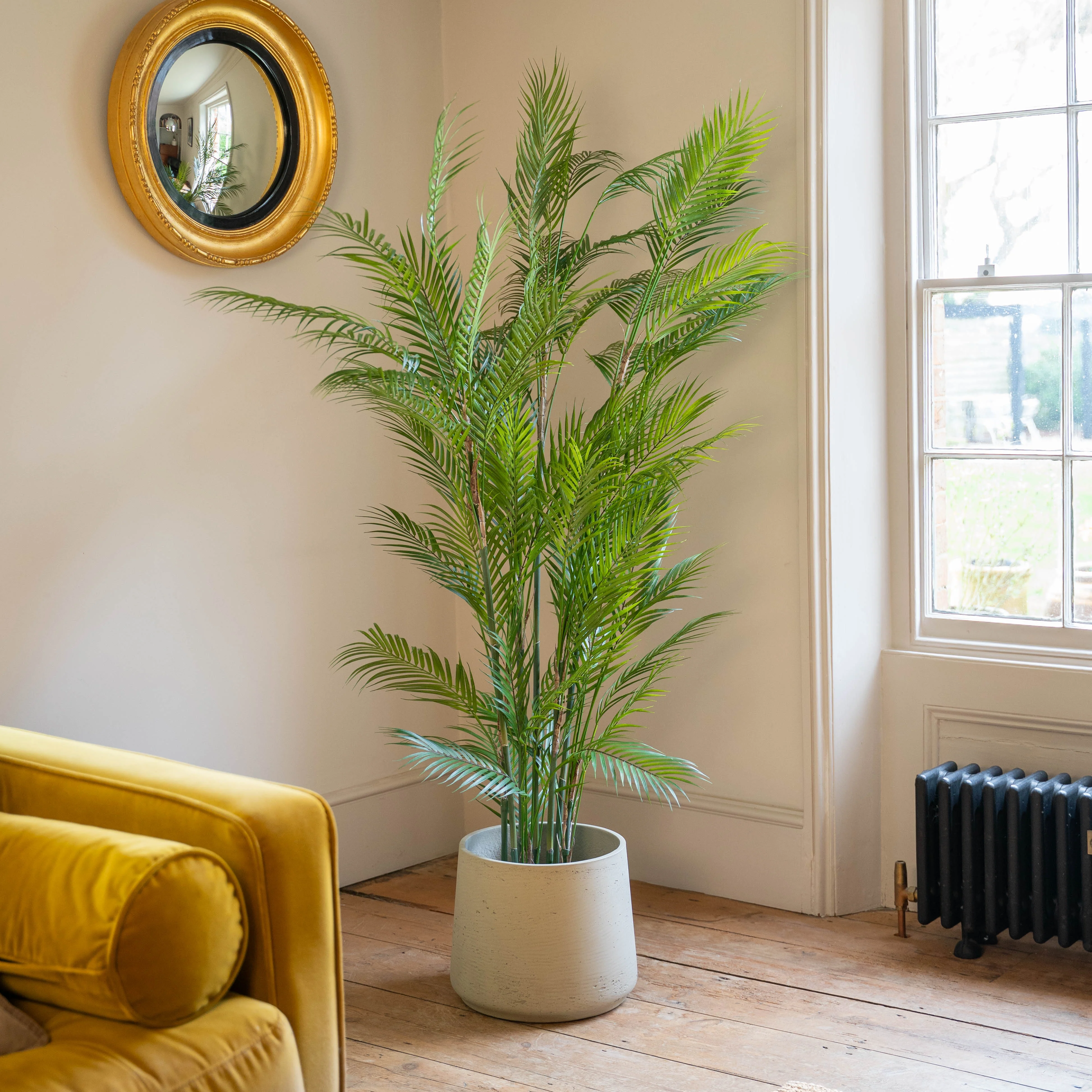 Chamaedorea palm - Image 5
