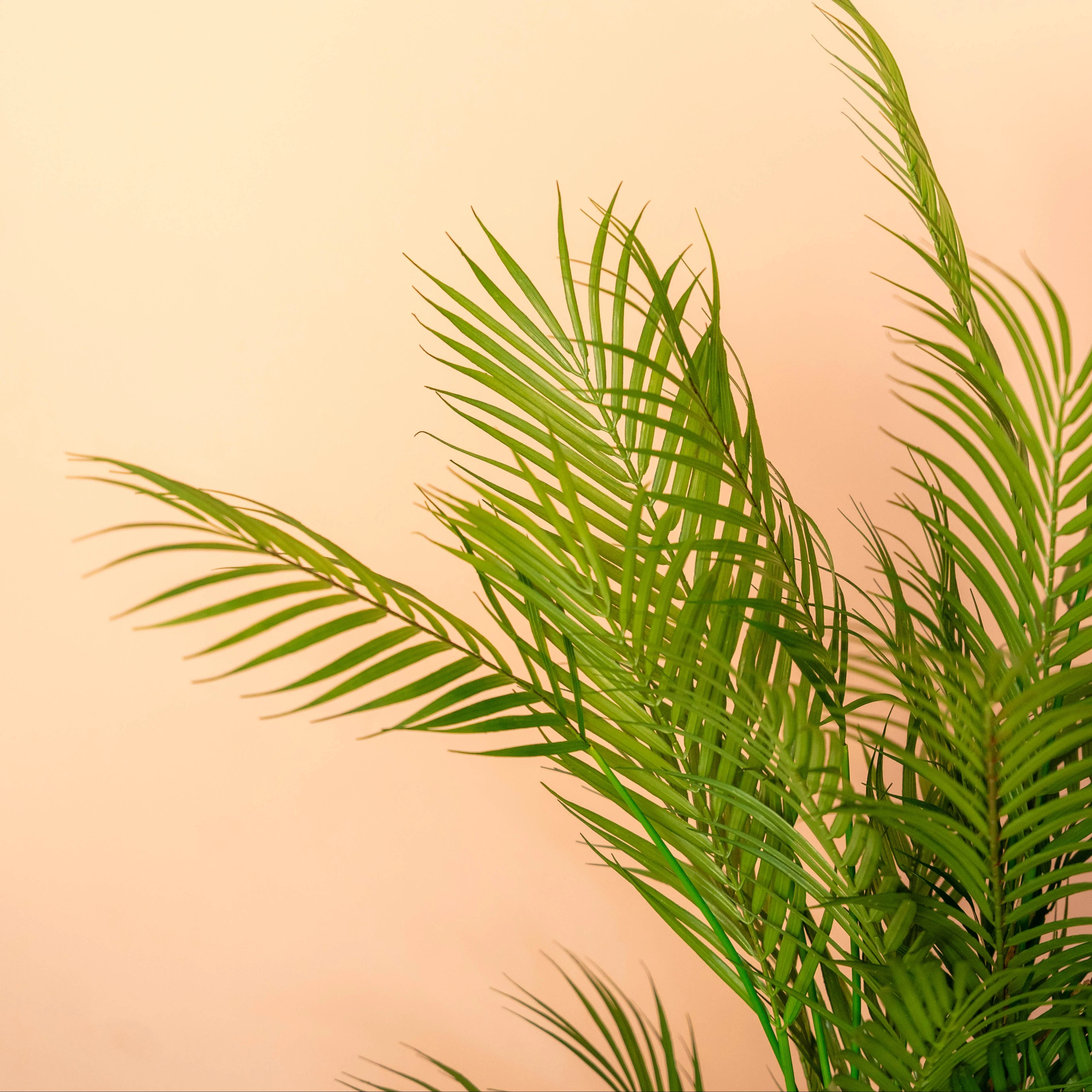 Chamaedorea palm - Image 6