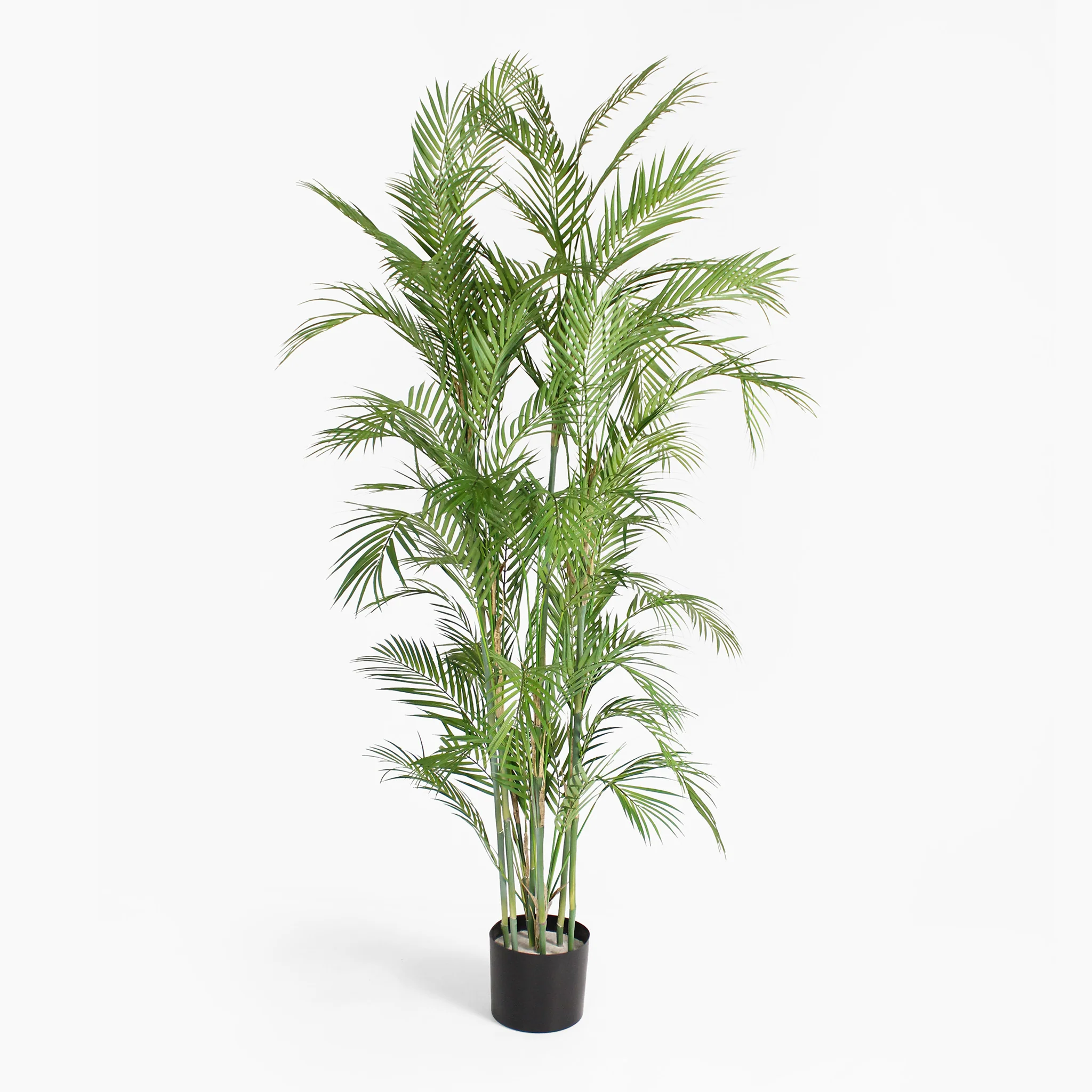 Chamaedorea palm - Image 7
