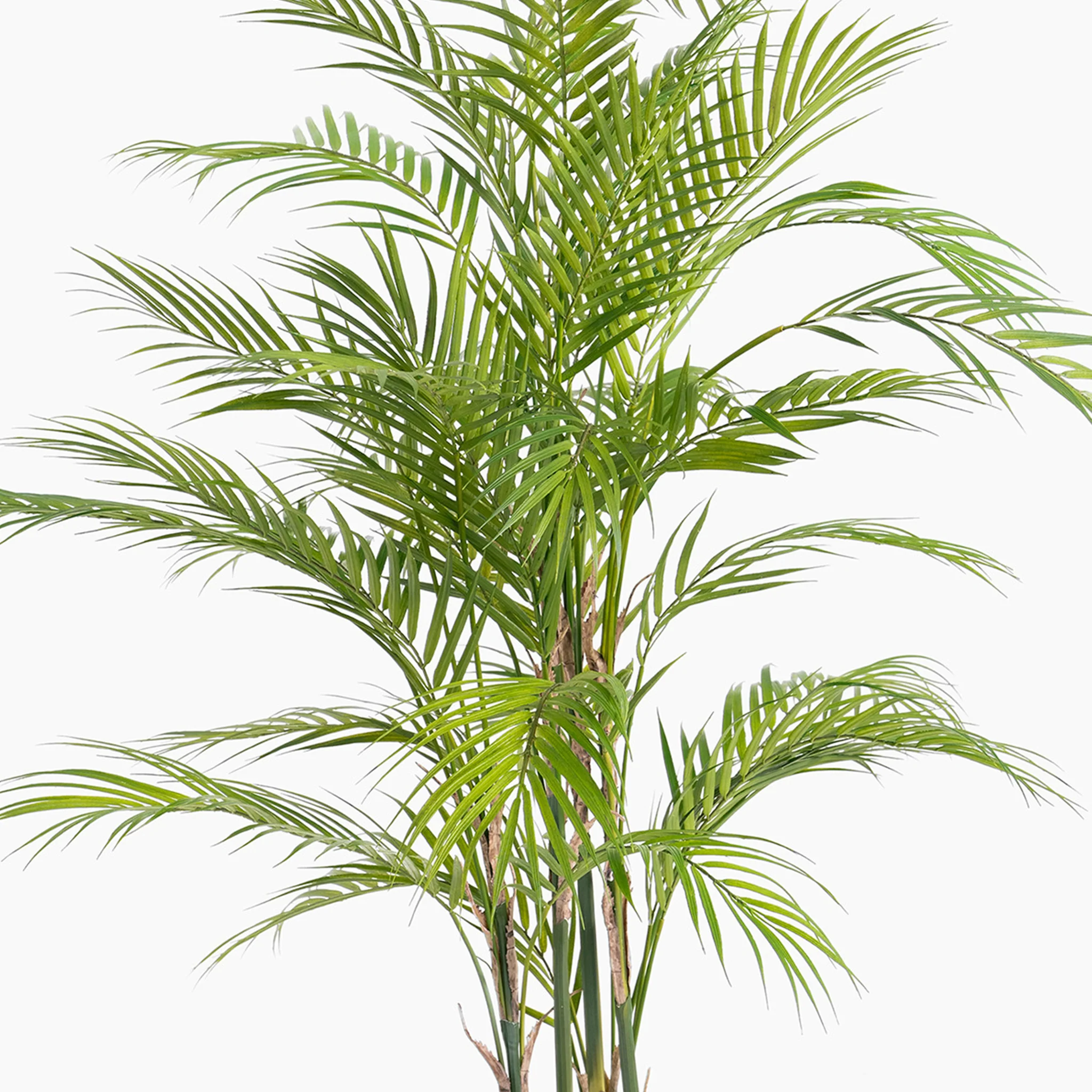 Chamaedorea palm - Image 8