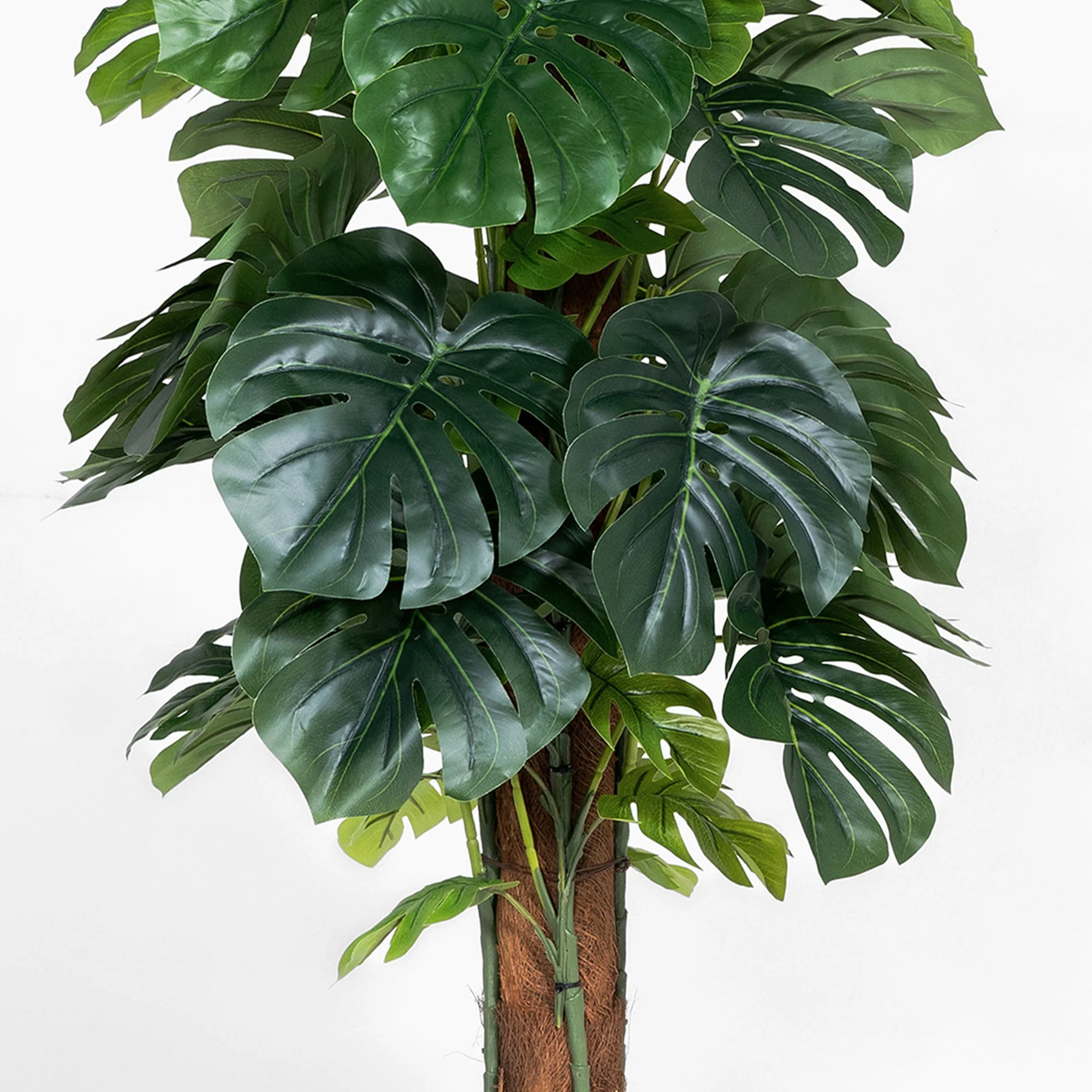Cheese plant - Image 5