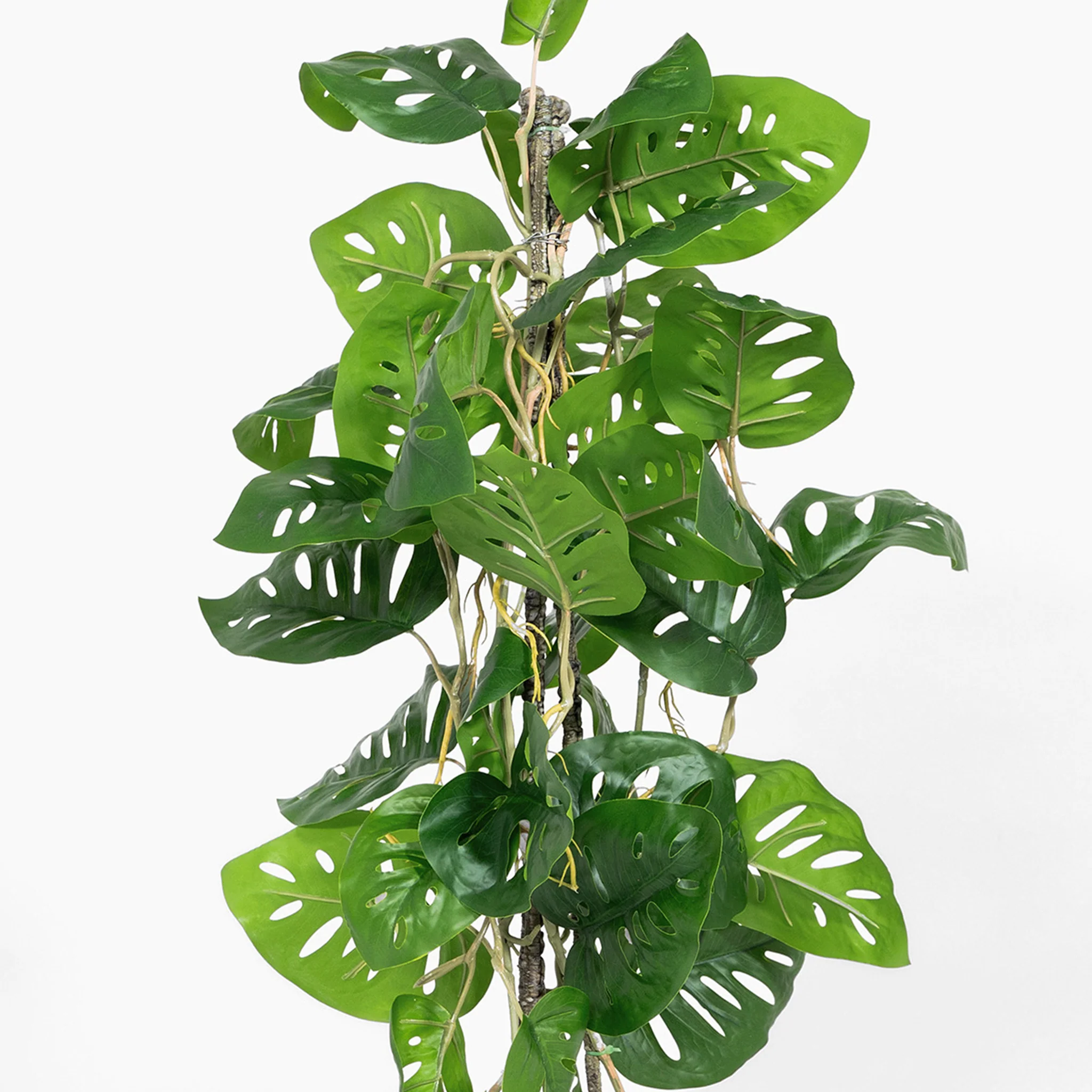 Climbing monkey monstera - Image 3