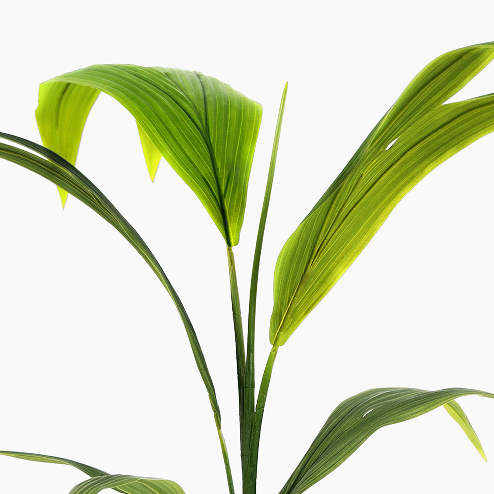 Coconut palm - Image 3
