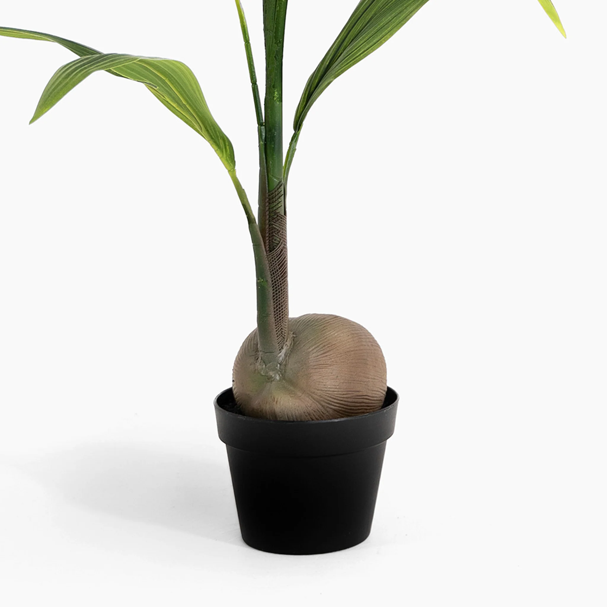 Coconut palm - Image 4