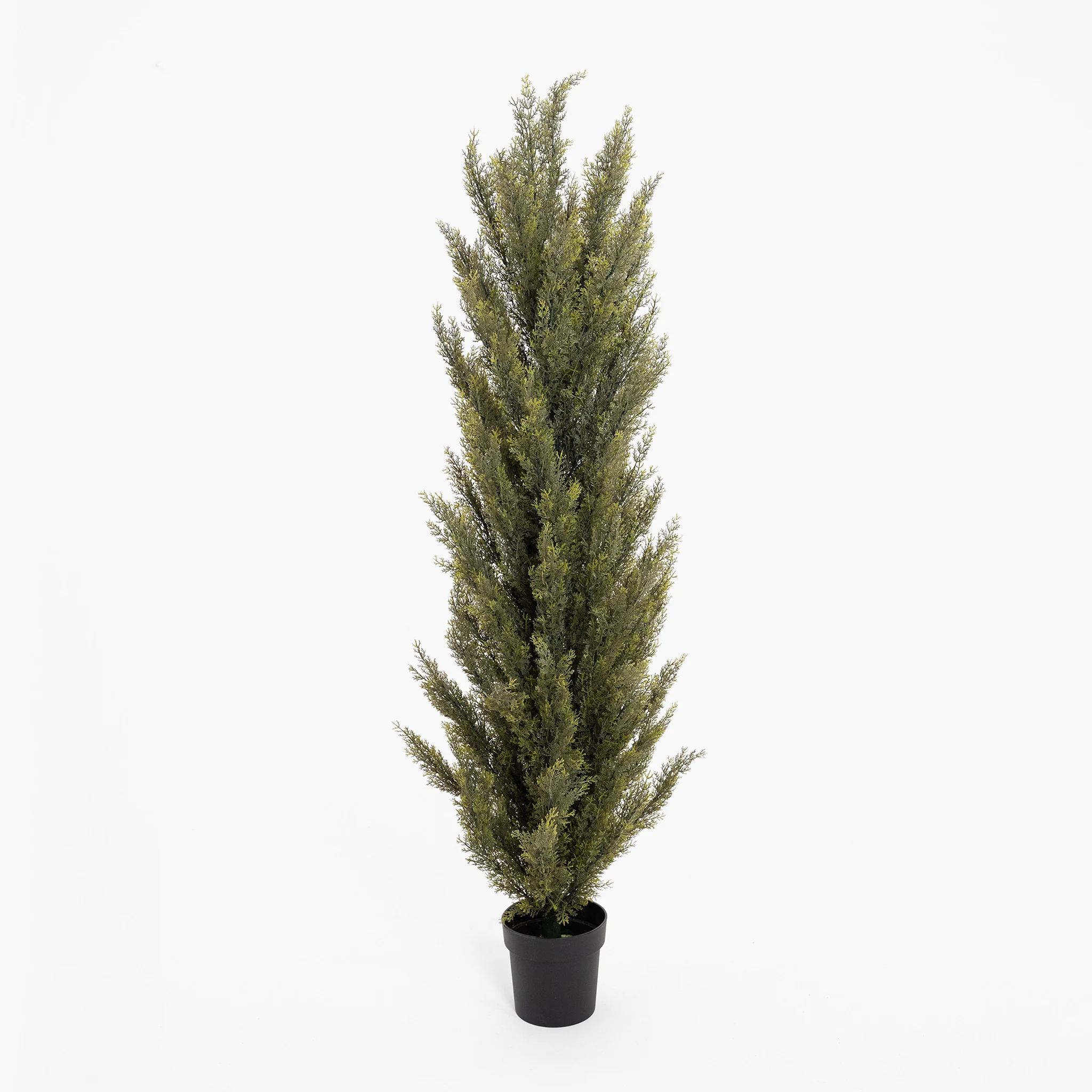 Conifer tree - Image 4