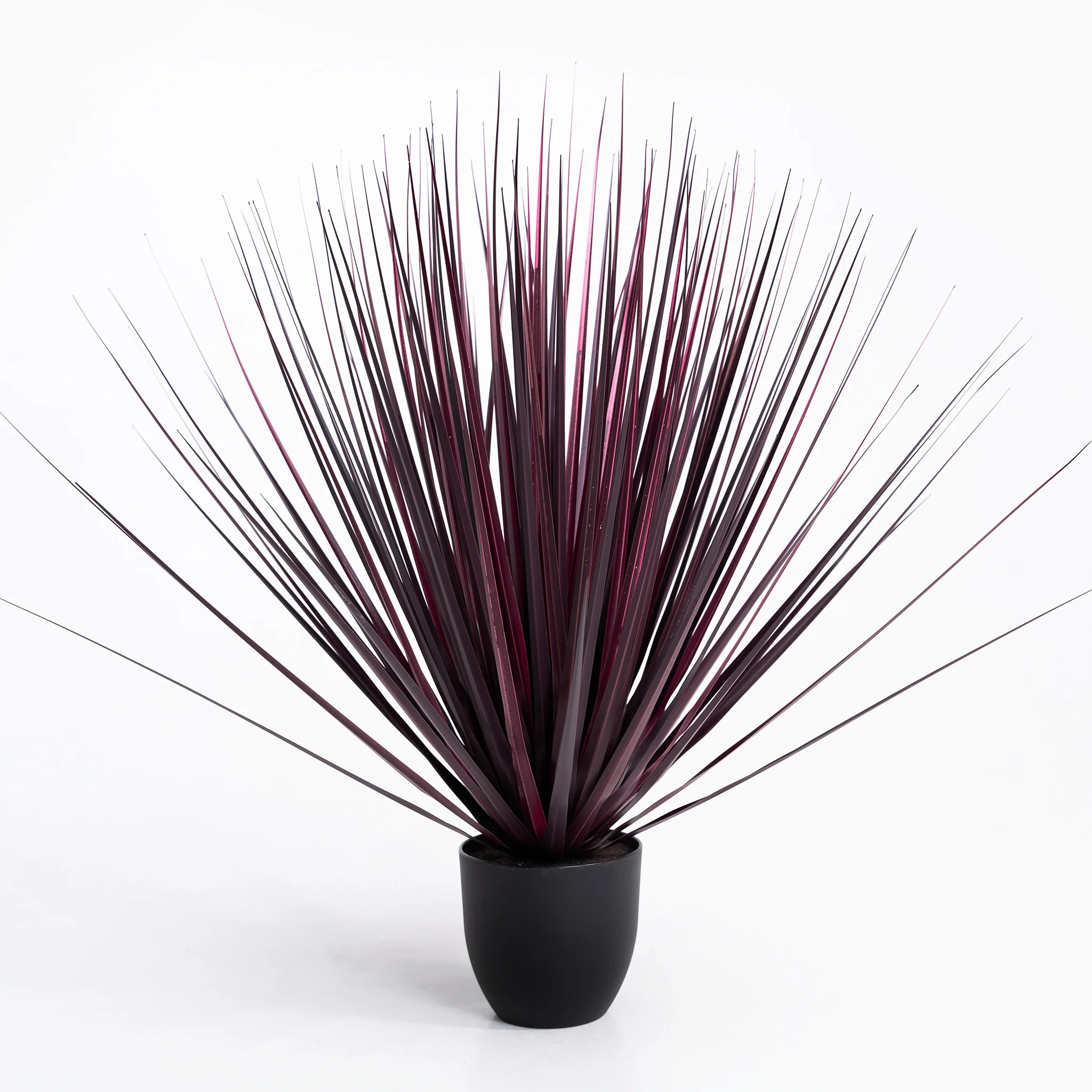 Cordyline grass - Image 4