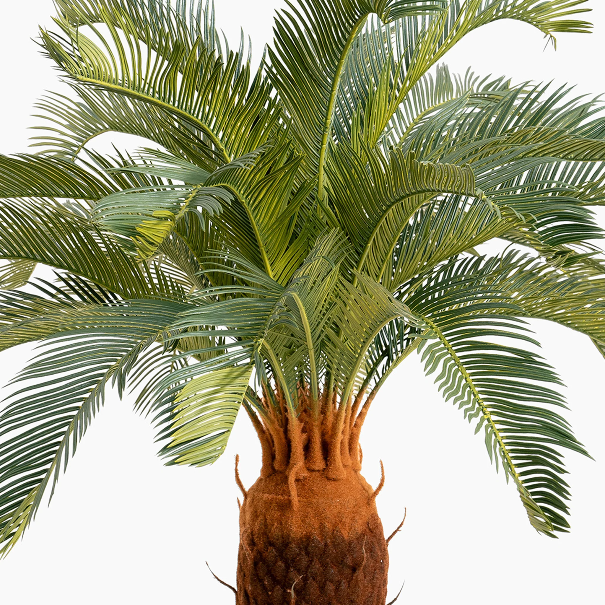 Cycas revoluta - Image 4