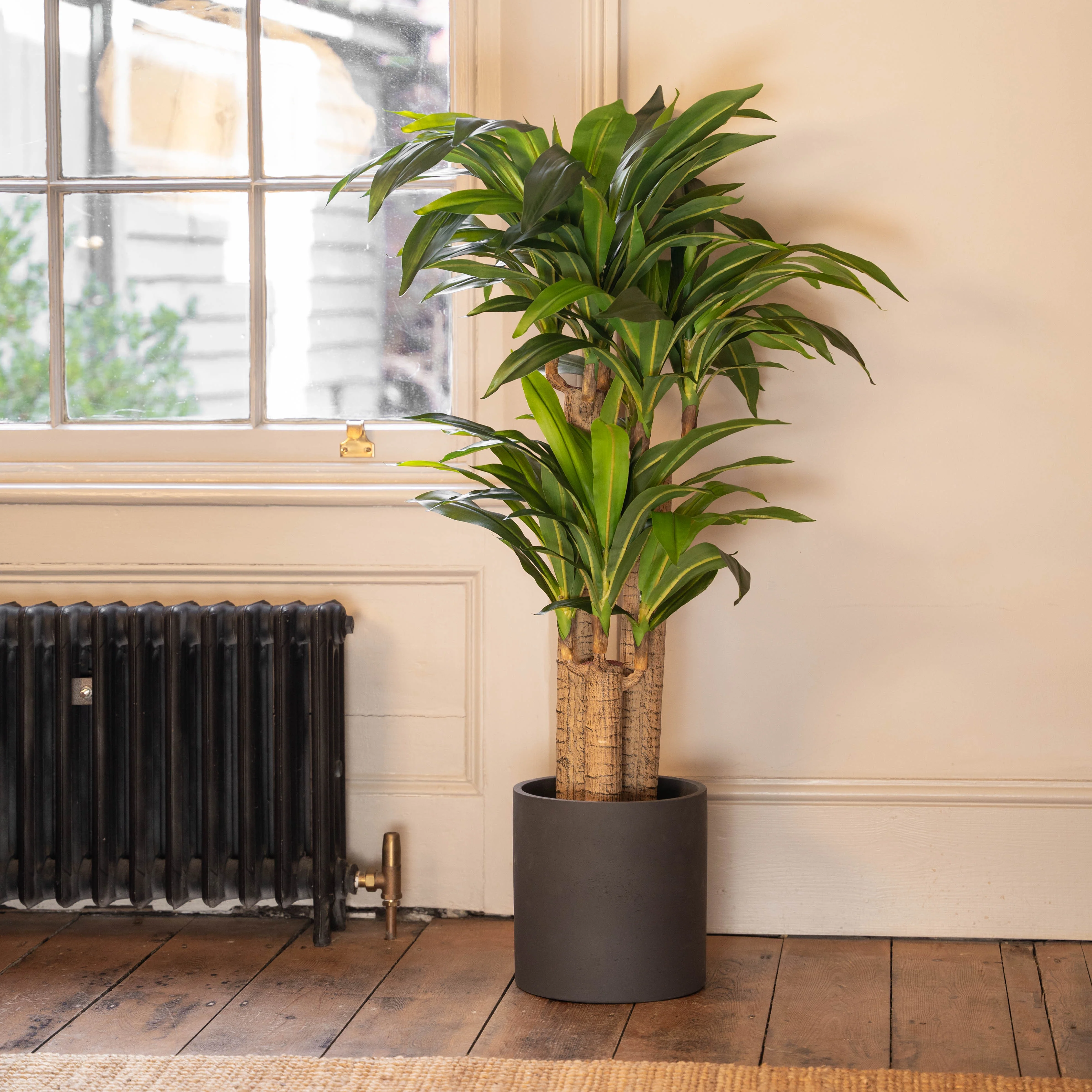 Dracaena fragrans