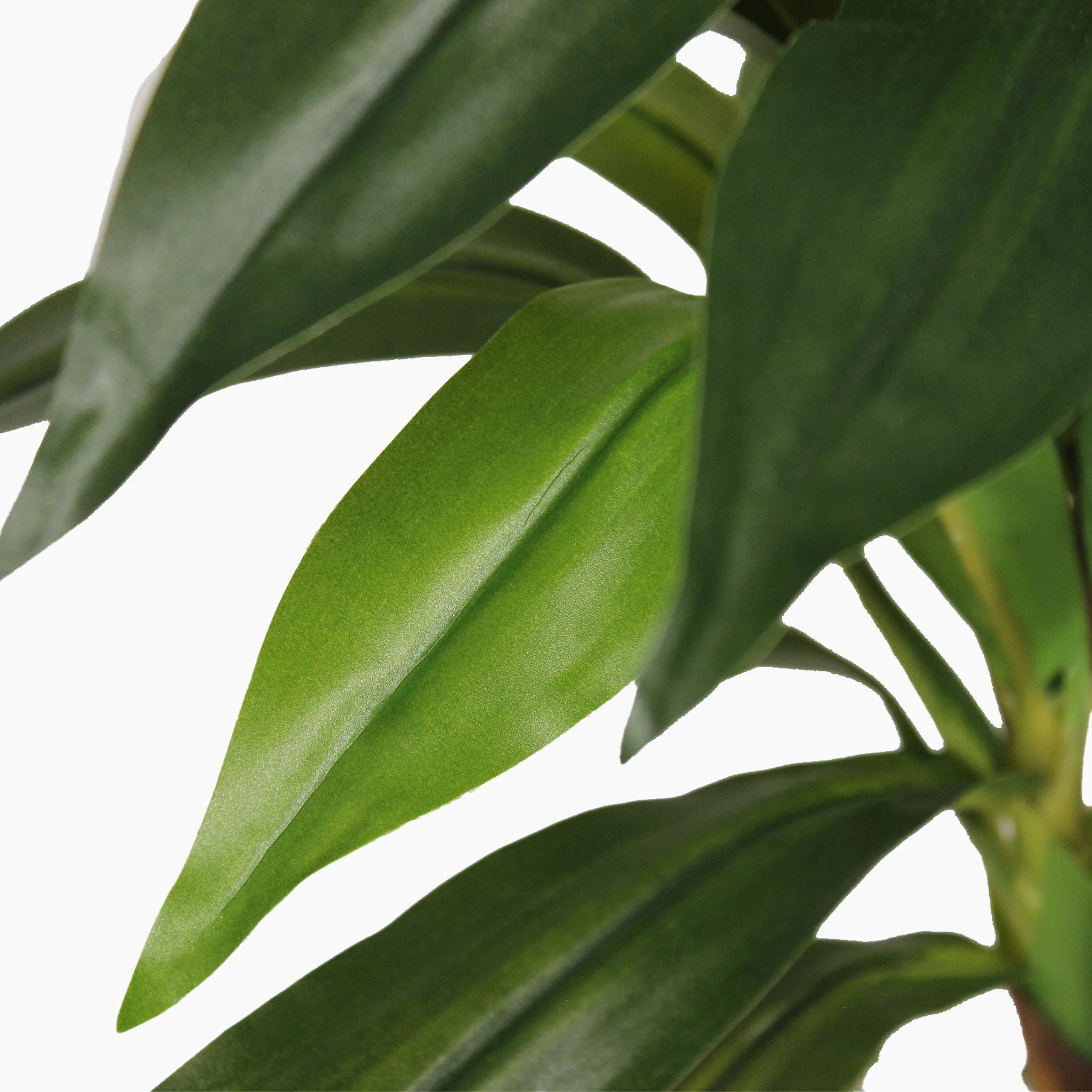Dracaena fragrans - Image 3
