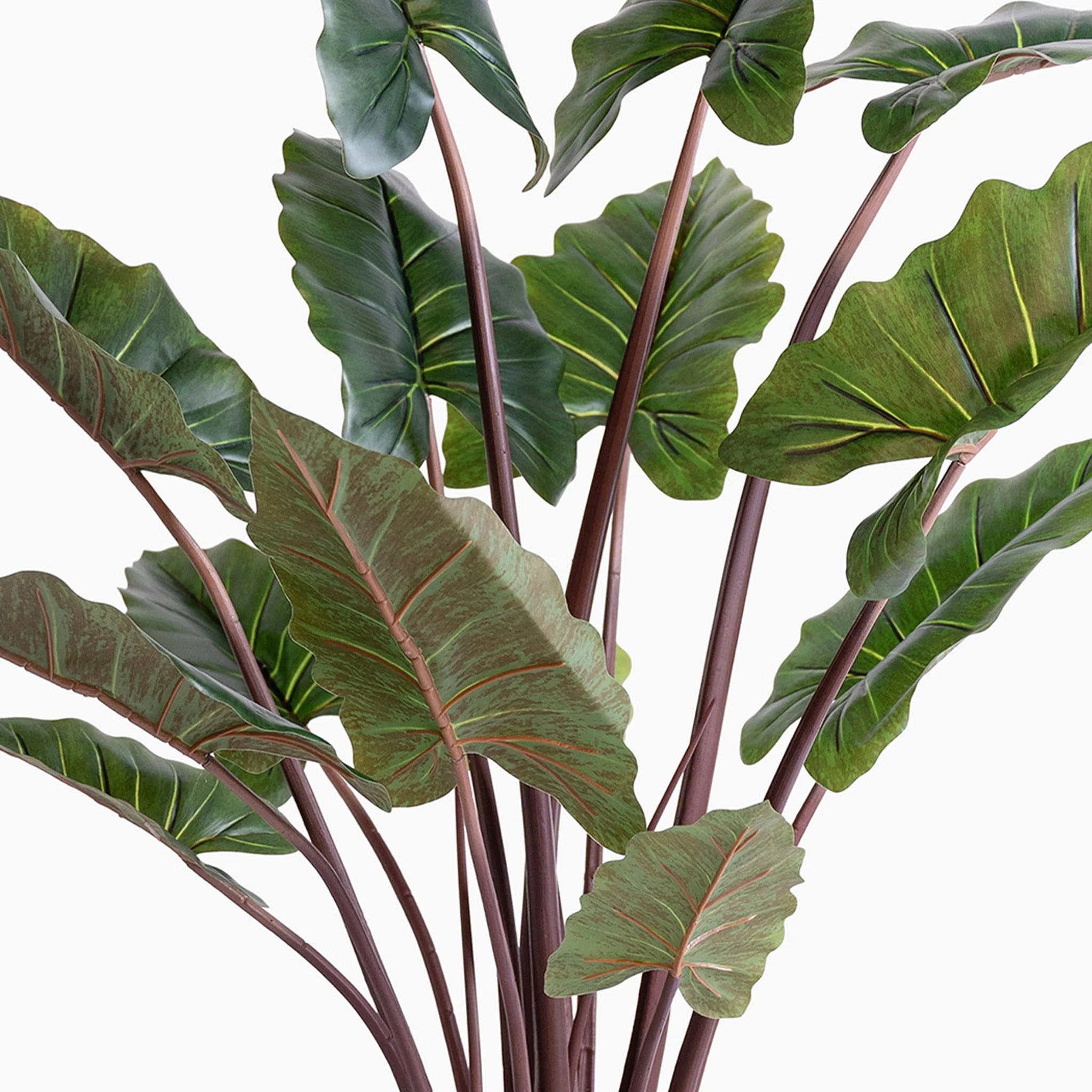 Elephant ear - Image 3