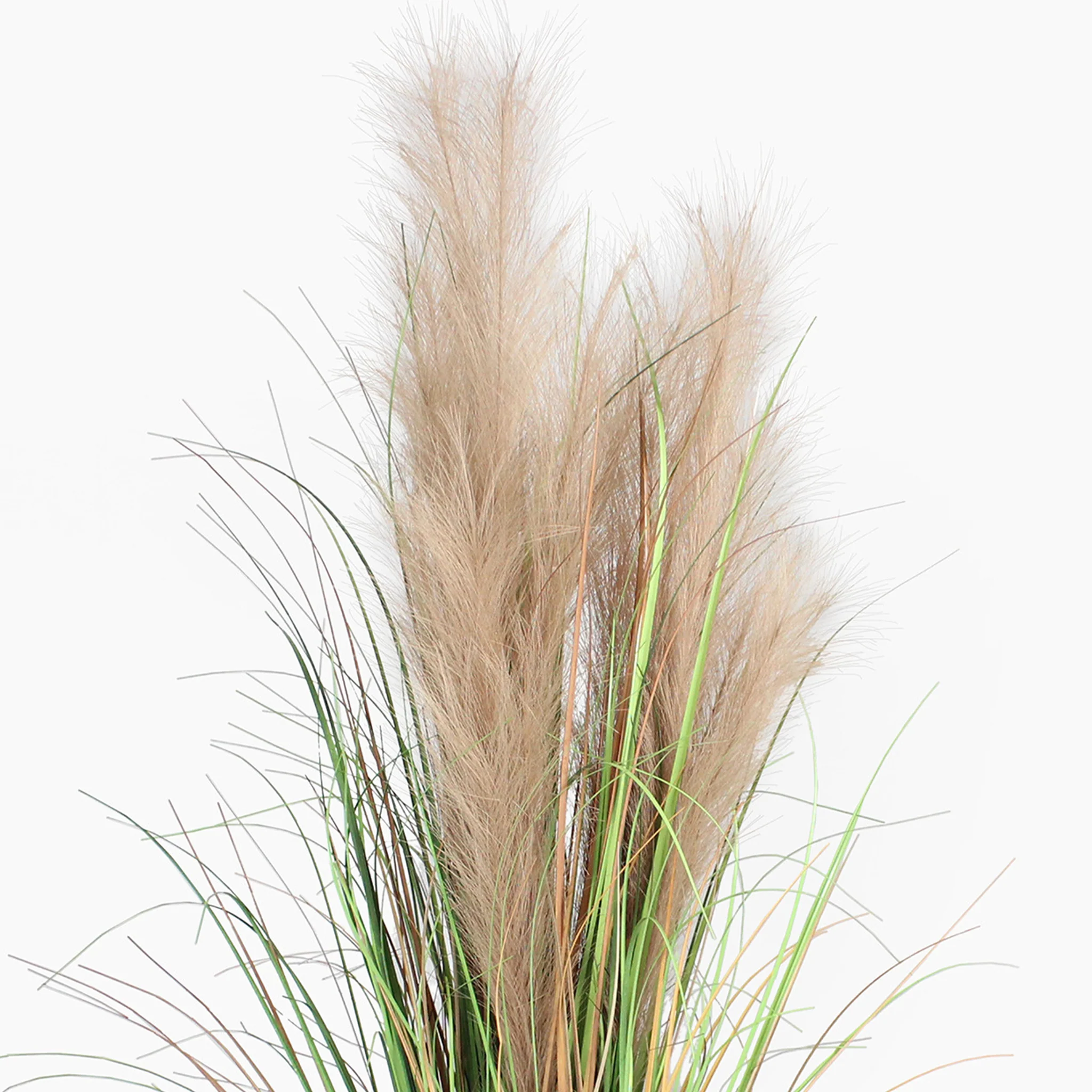 Feather grass - Image 3