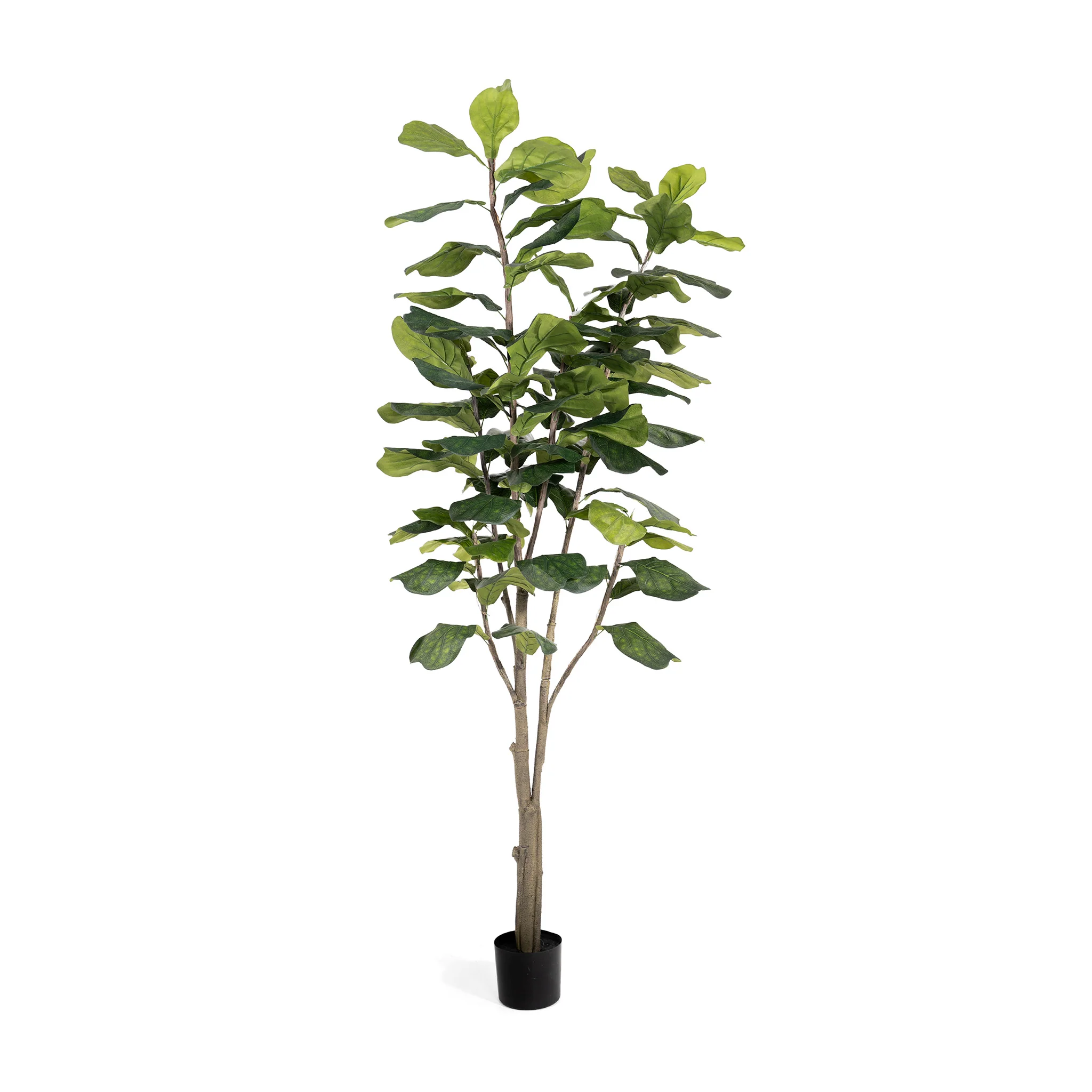 Ficus lyrata tree - Image 6
