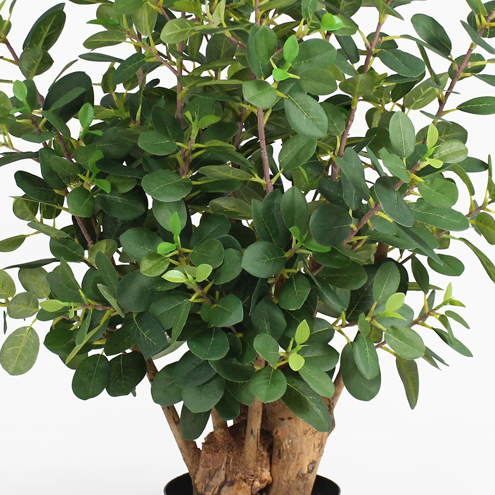 Ficus panda - Image 3