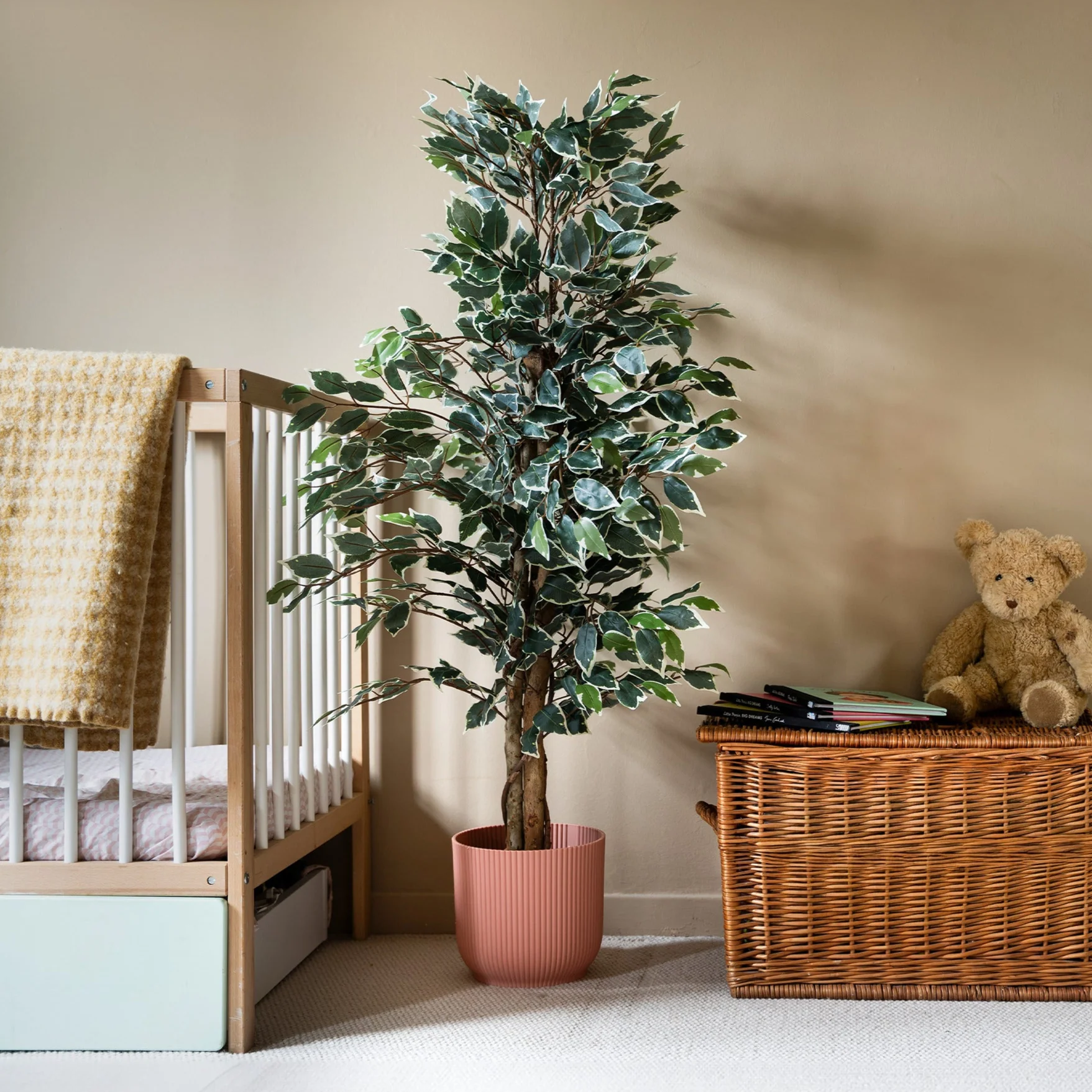 Ficus tree - Image 4