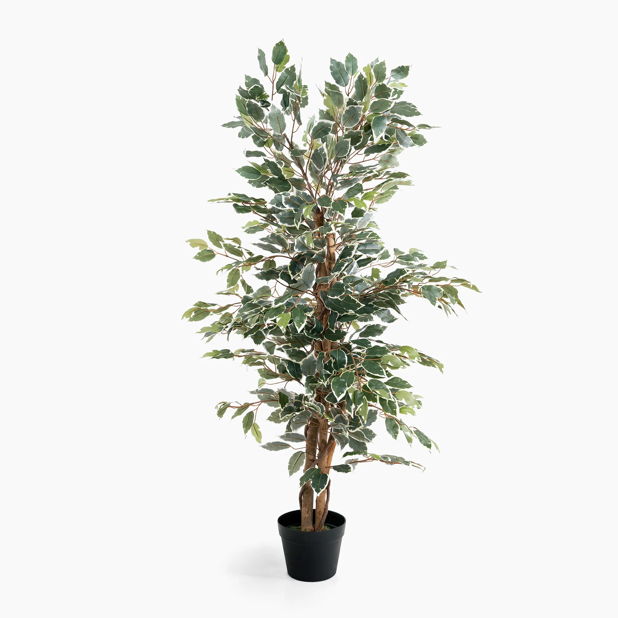 Ficus tree - Image 5