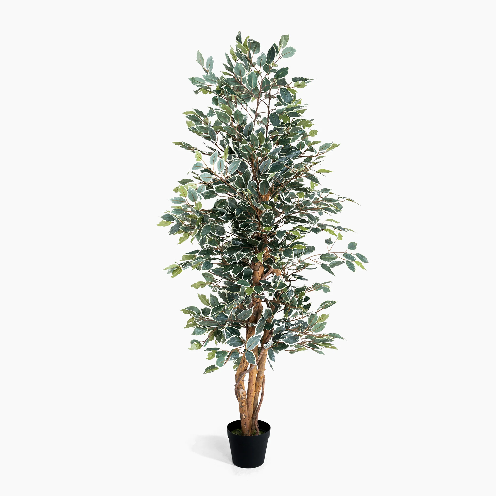 Ficus tree - Image 6