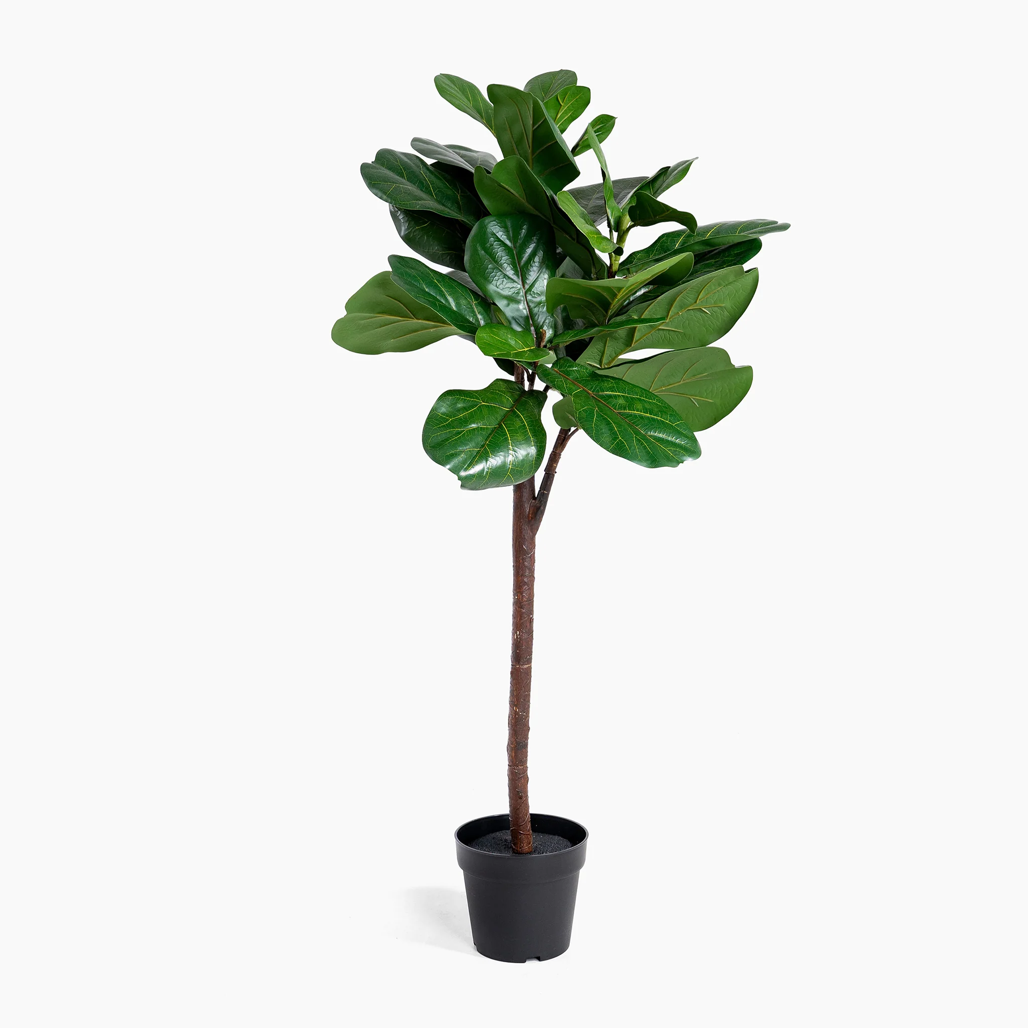 Fiddle leaf fig tree - Image 3