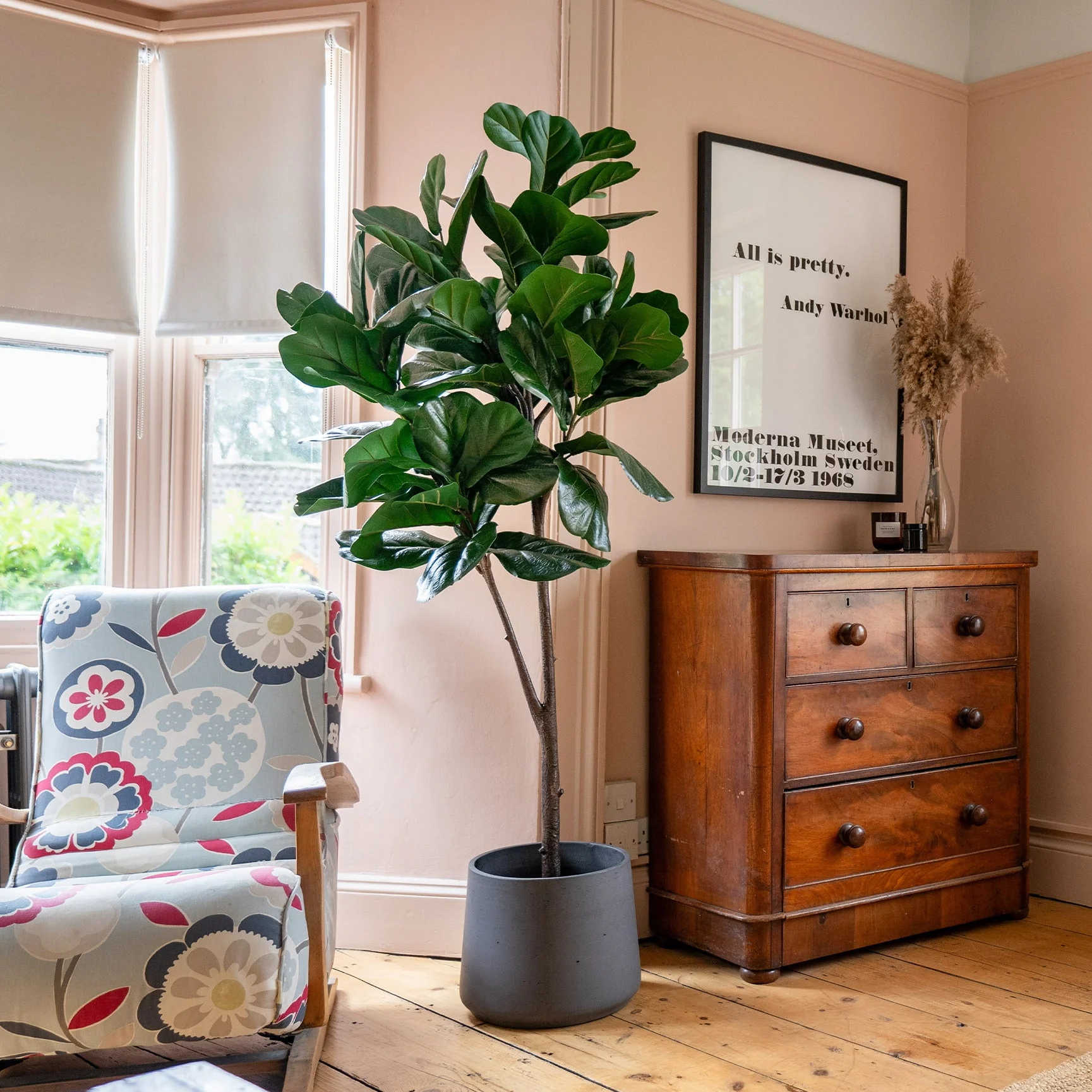 Fiddle leaf fig tree - Image 6