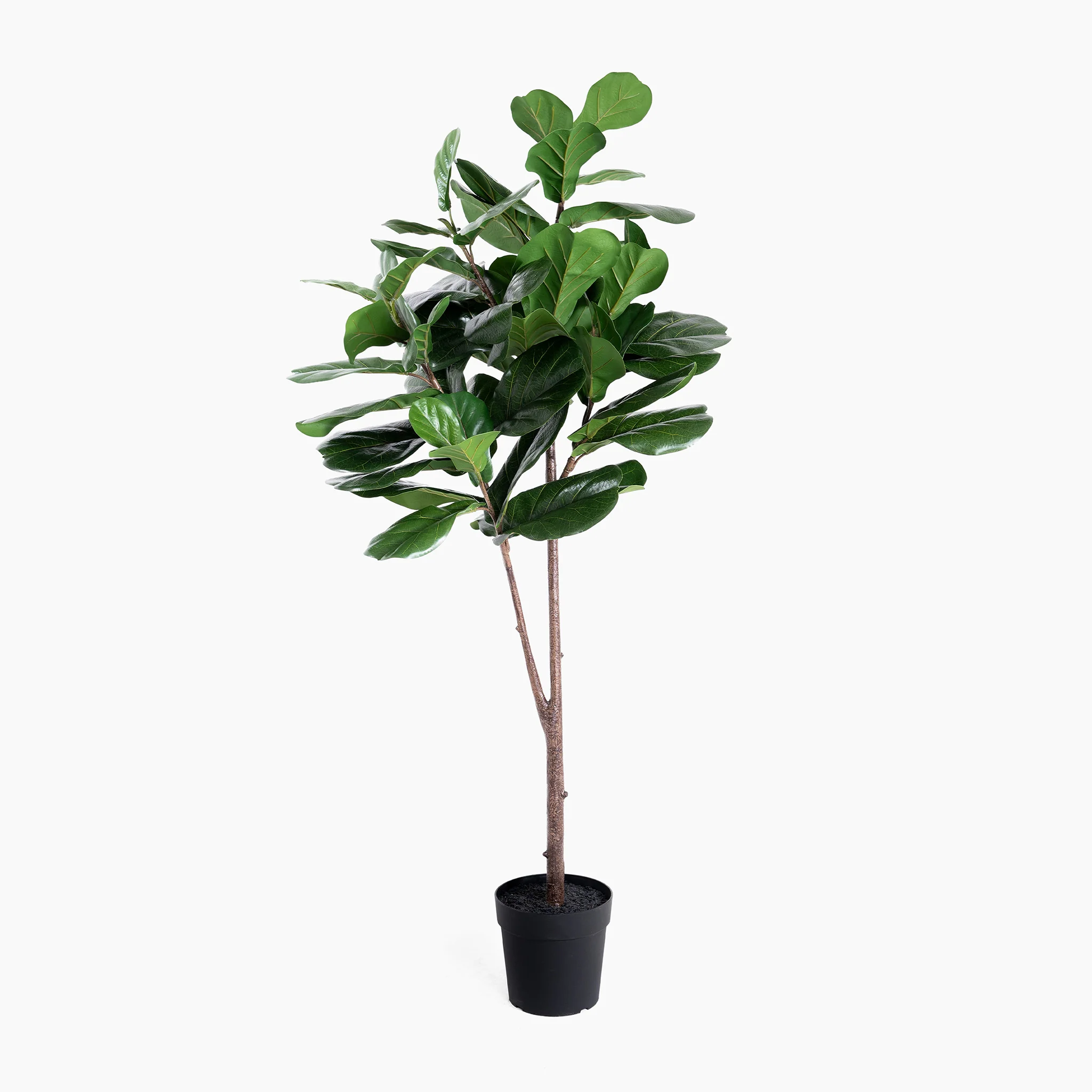 Fiddle leaf fig tree - Image 7