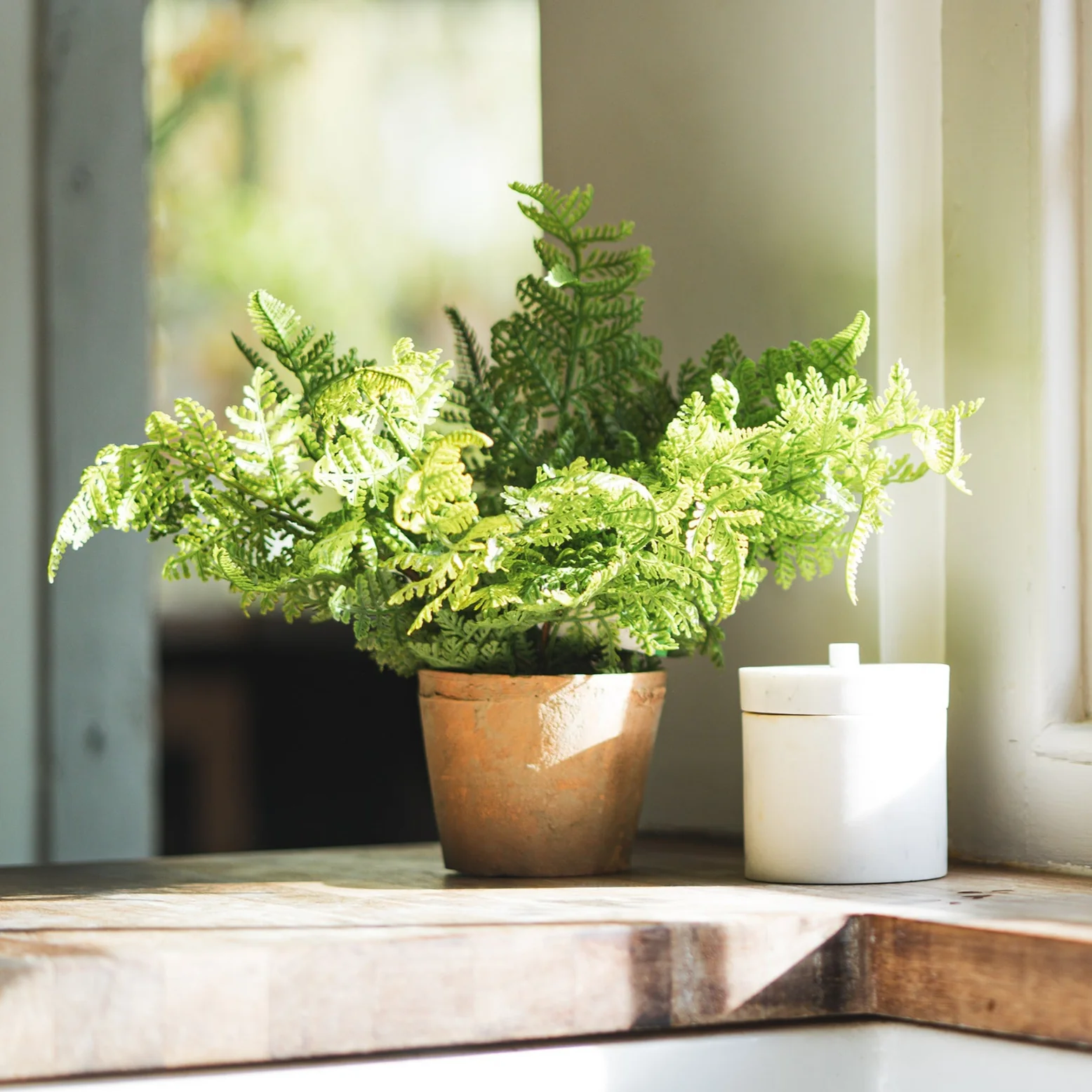 Forest fern - Image 3