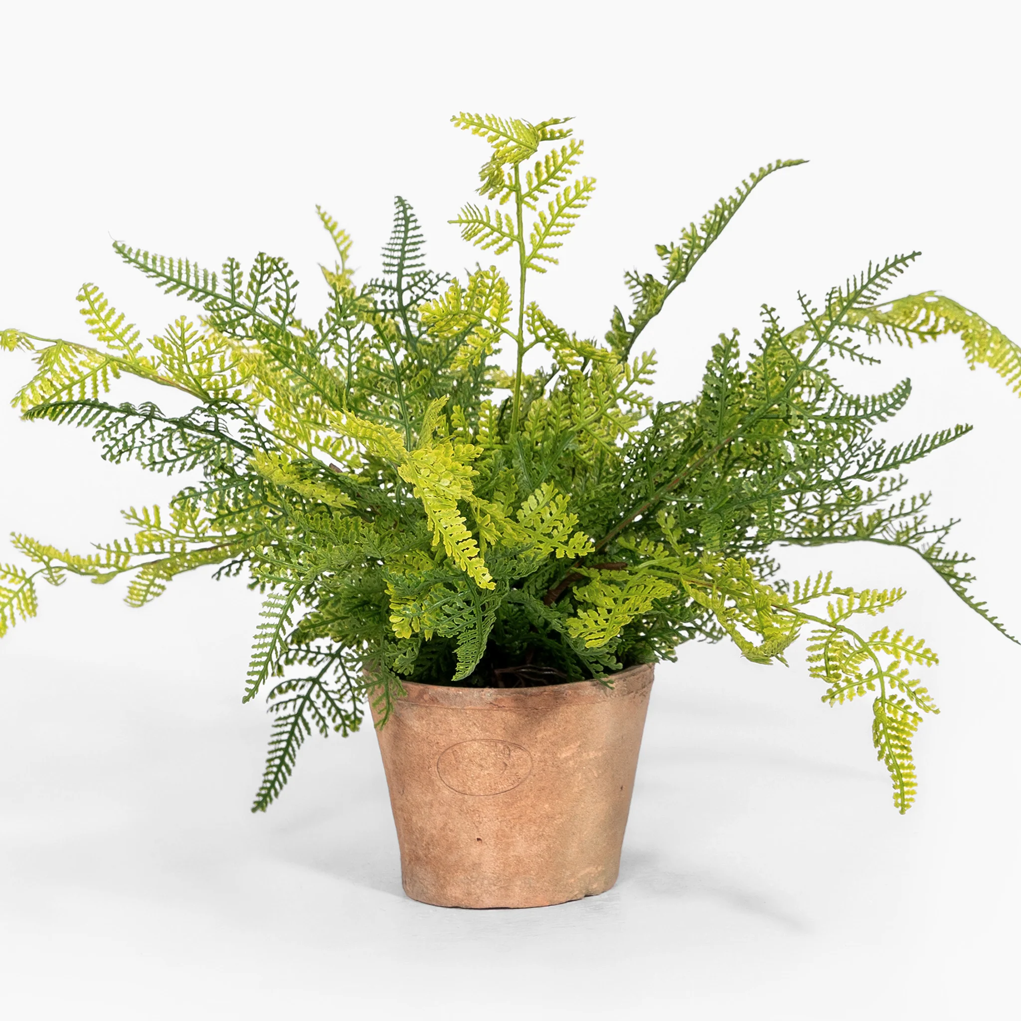 Forest fern - Image 4