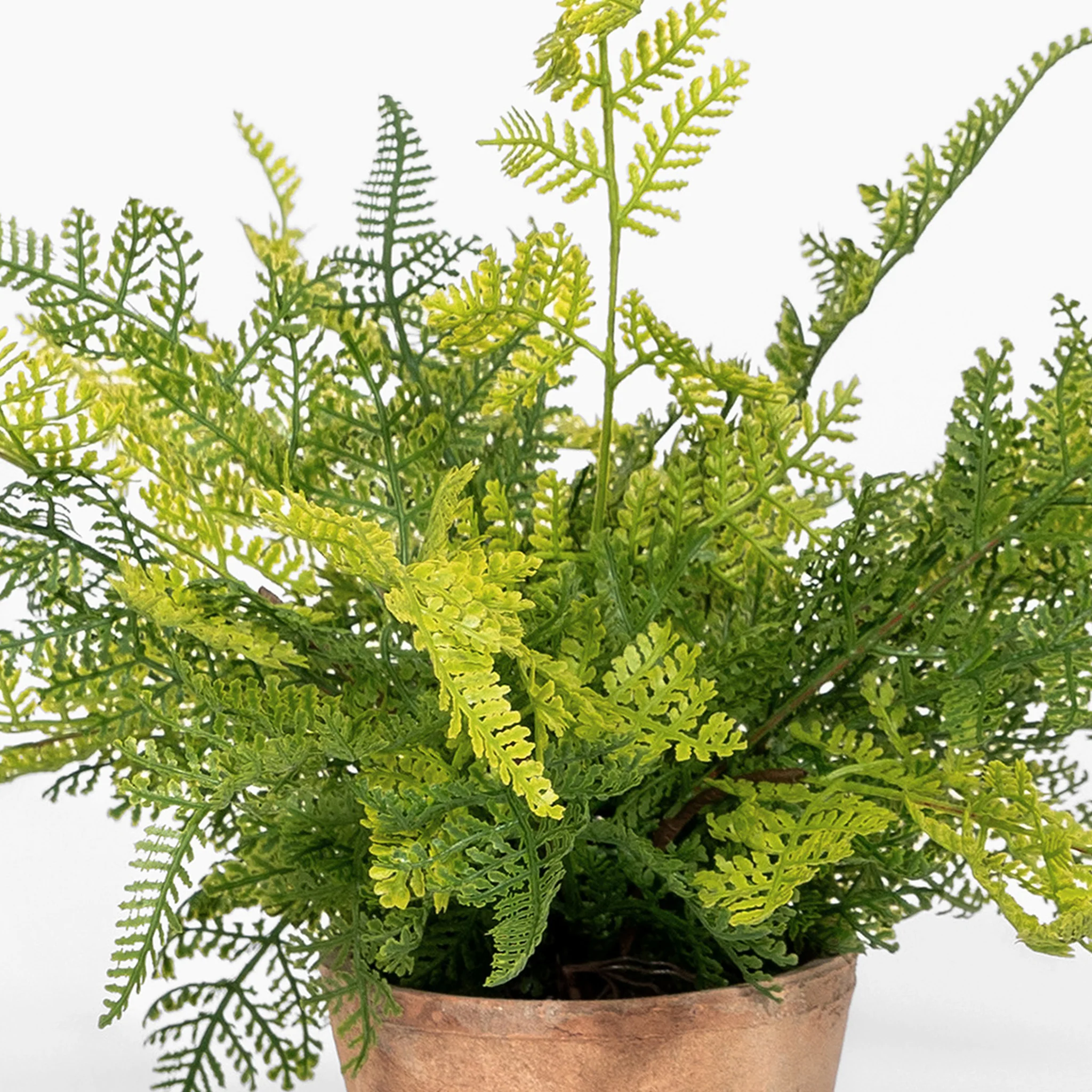 Forest fern - Image 5