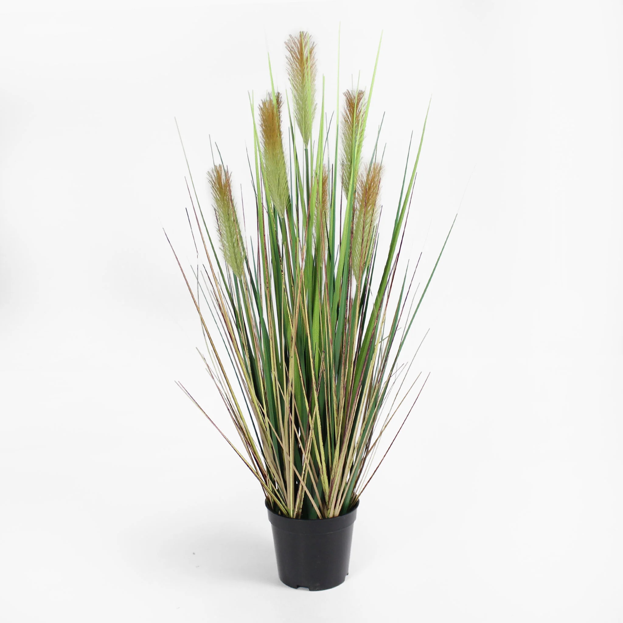 Foxtail grass - Image 3