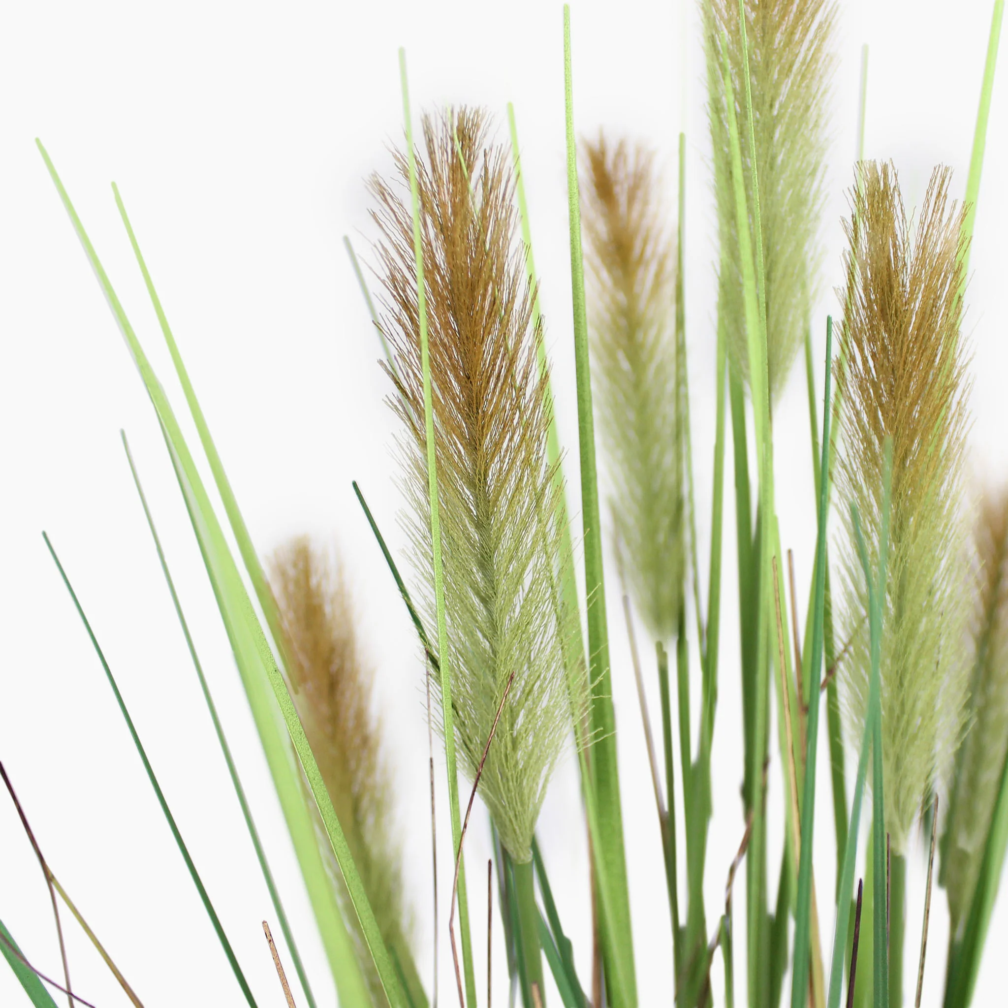 Foxtail grass - Image 4